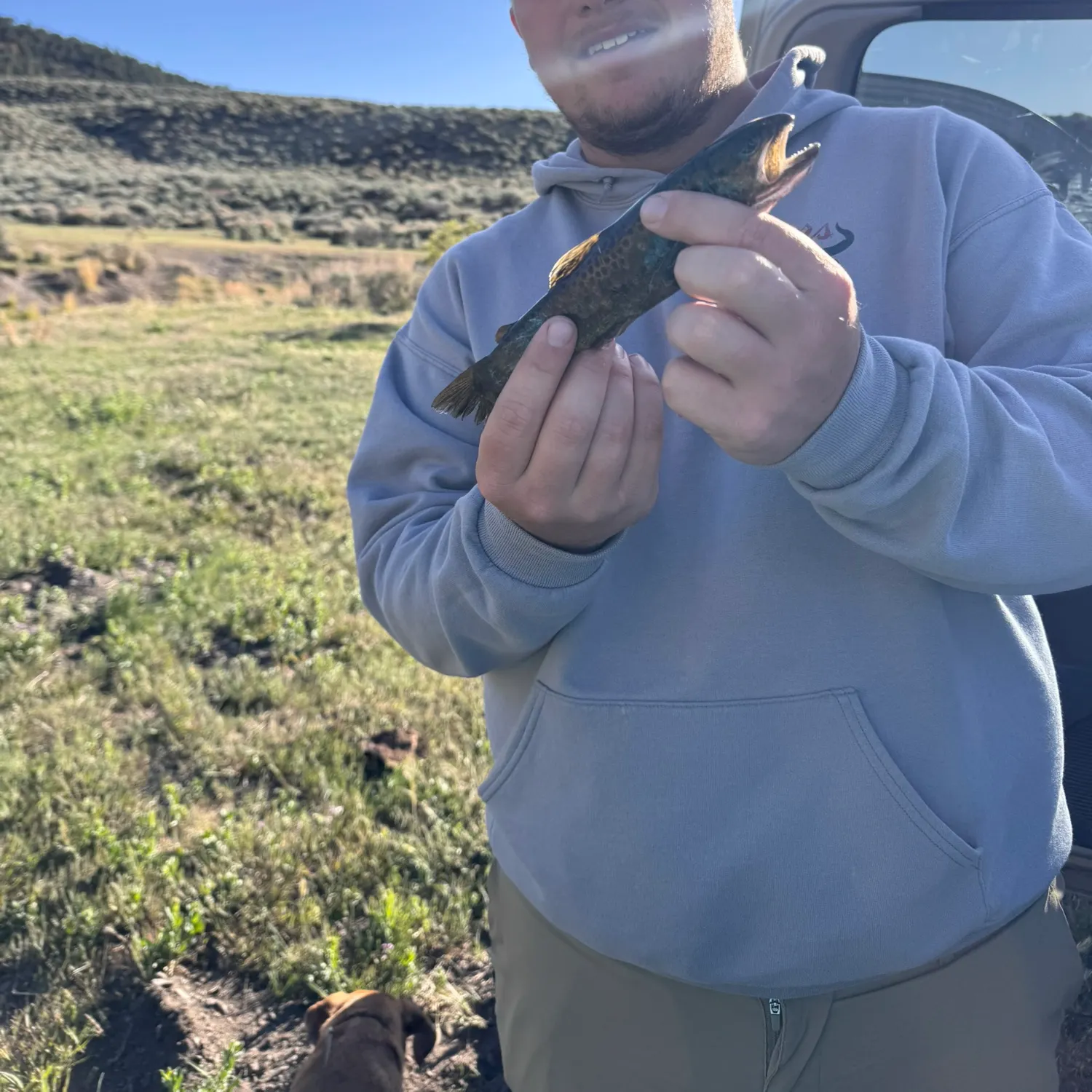 The most recent Brown trout catches on Fishbrain