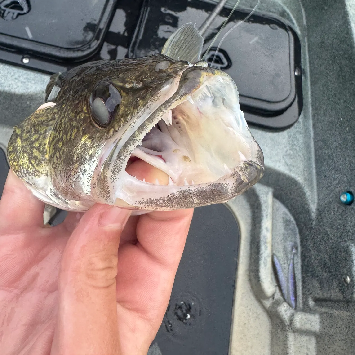 Walleye caught on Fishbrain