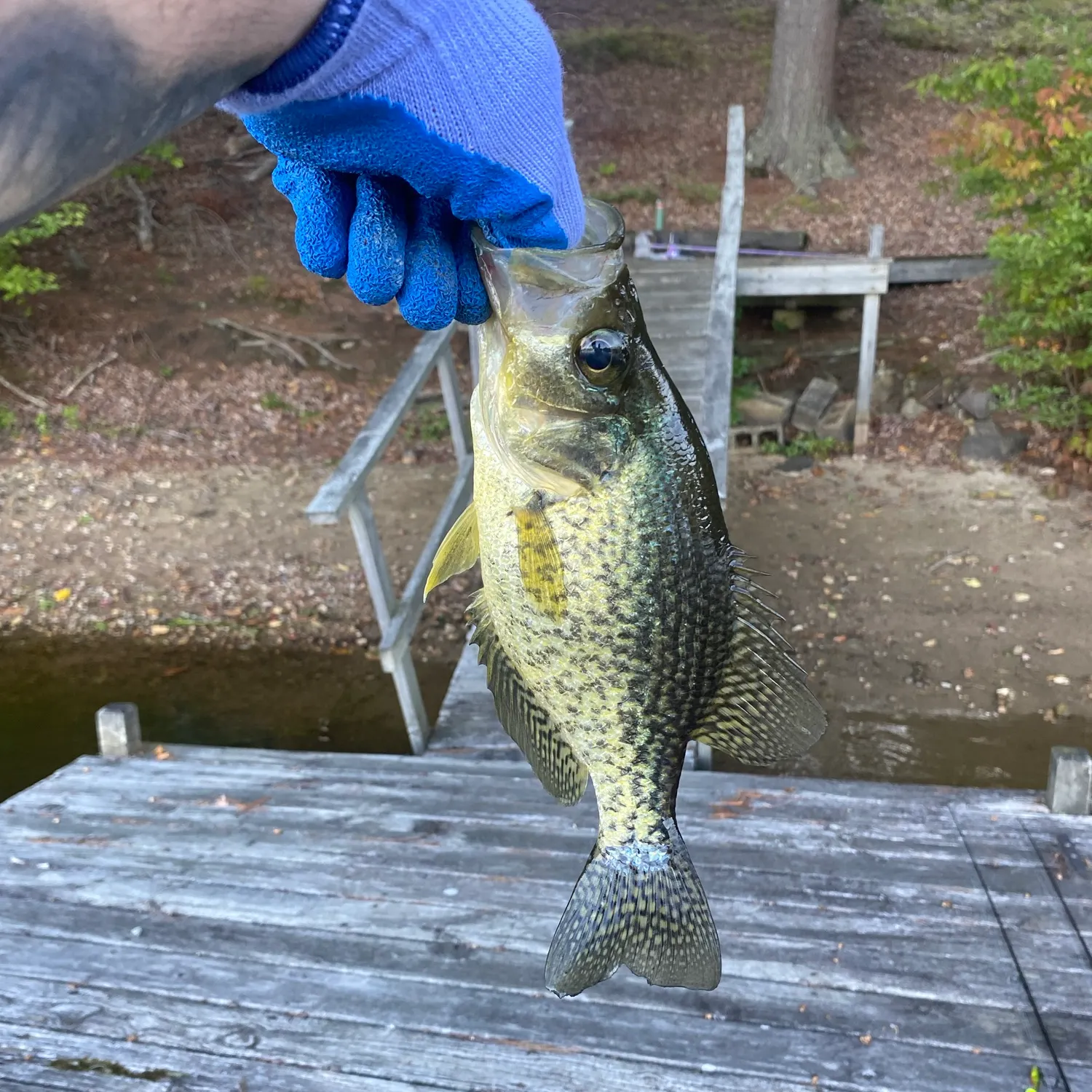 Black crappie caught on Fishbrain