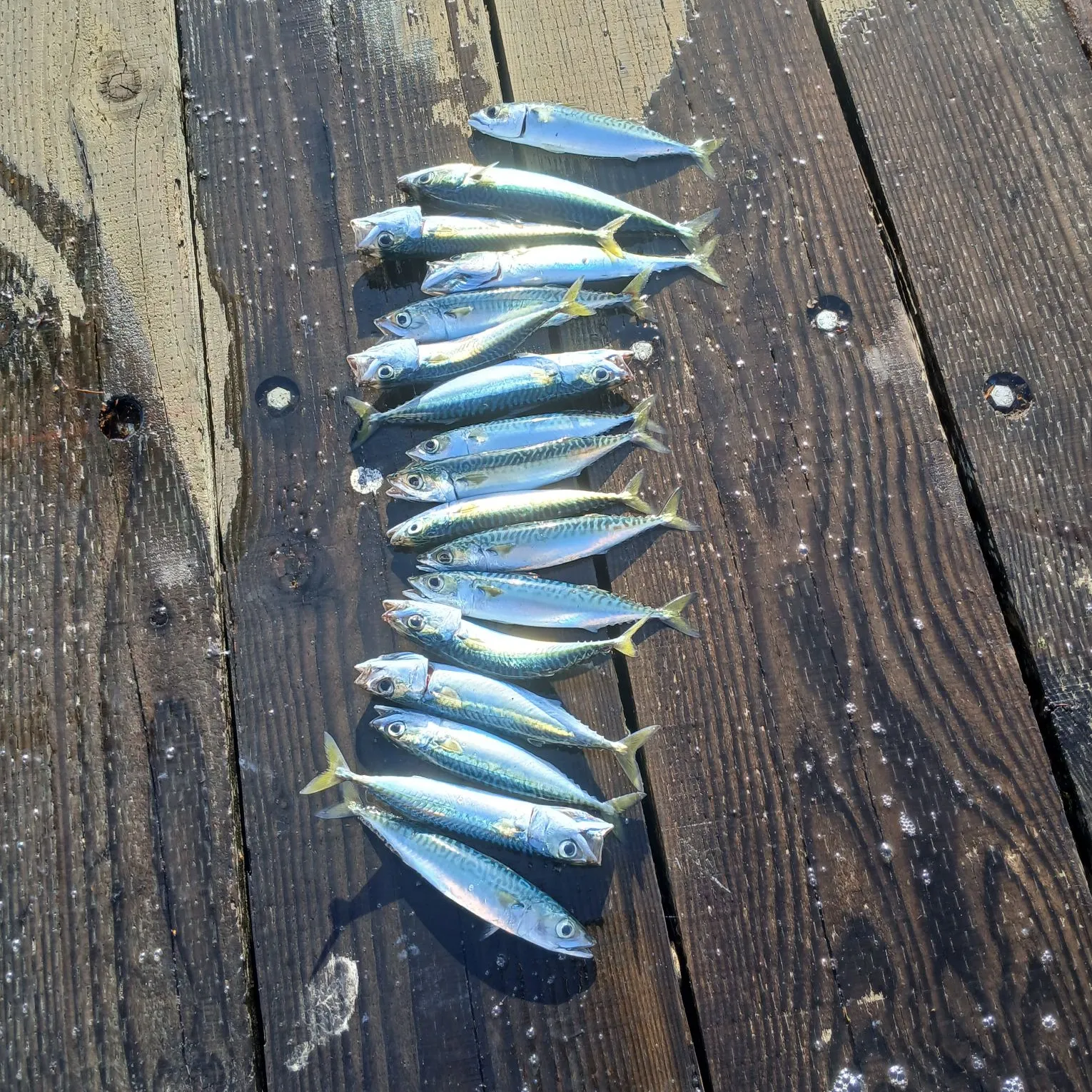 The most recent Pacific chub mackerel catches on Fishbrain