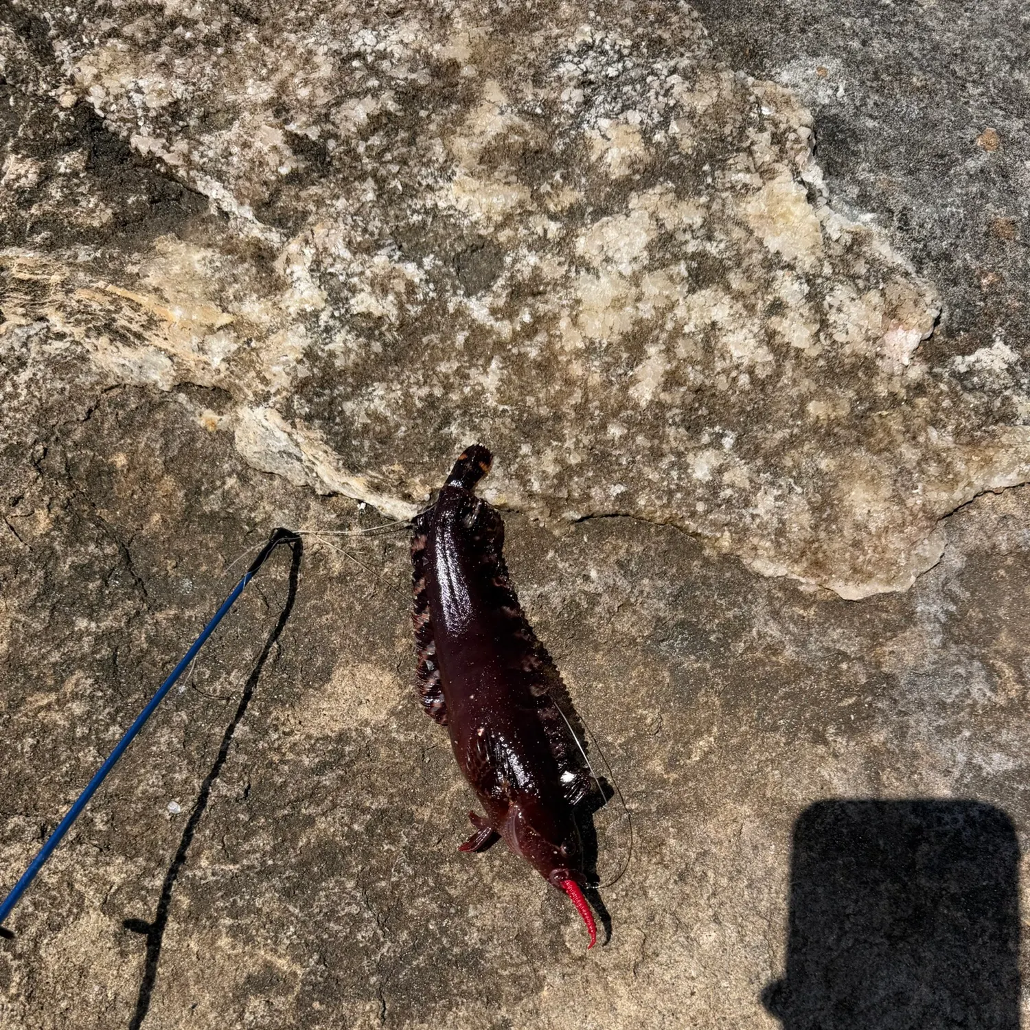 The most recent Striped kelpfish catches on Fishbrain