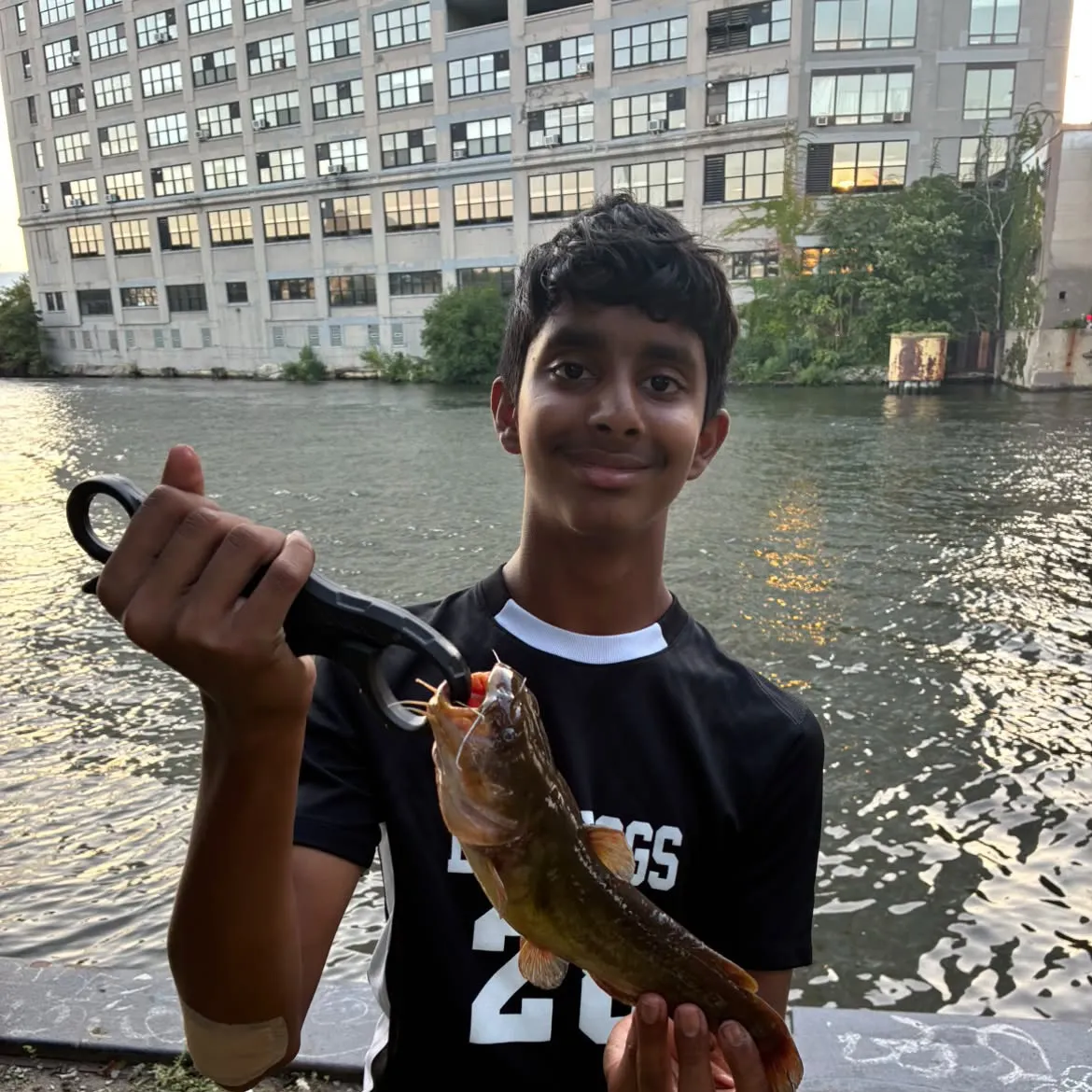 Yellow bullhead caught on Fishbrain