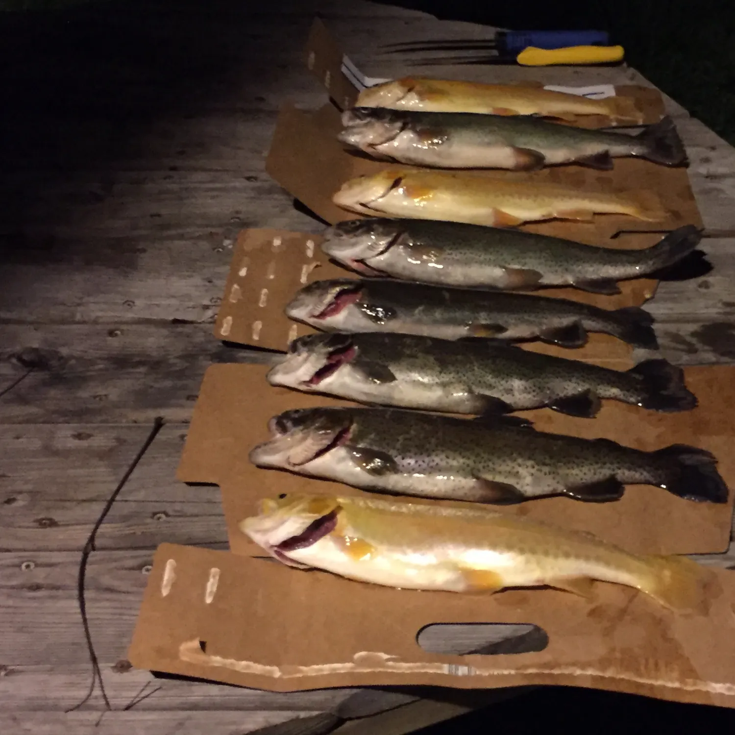 recently logged catches