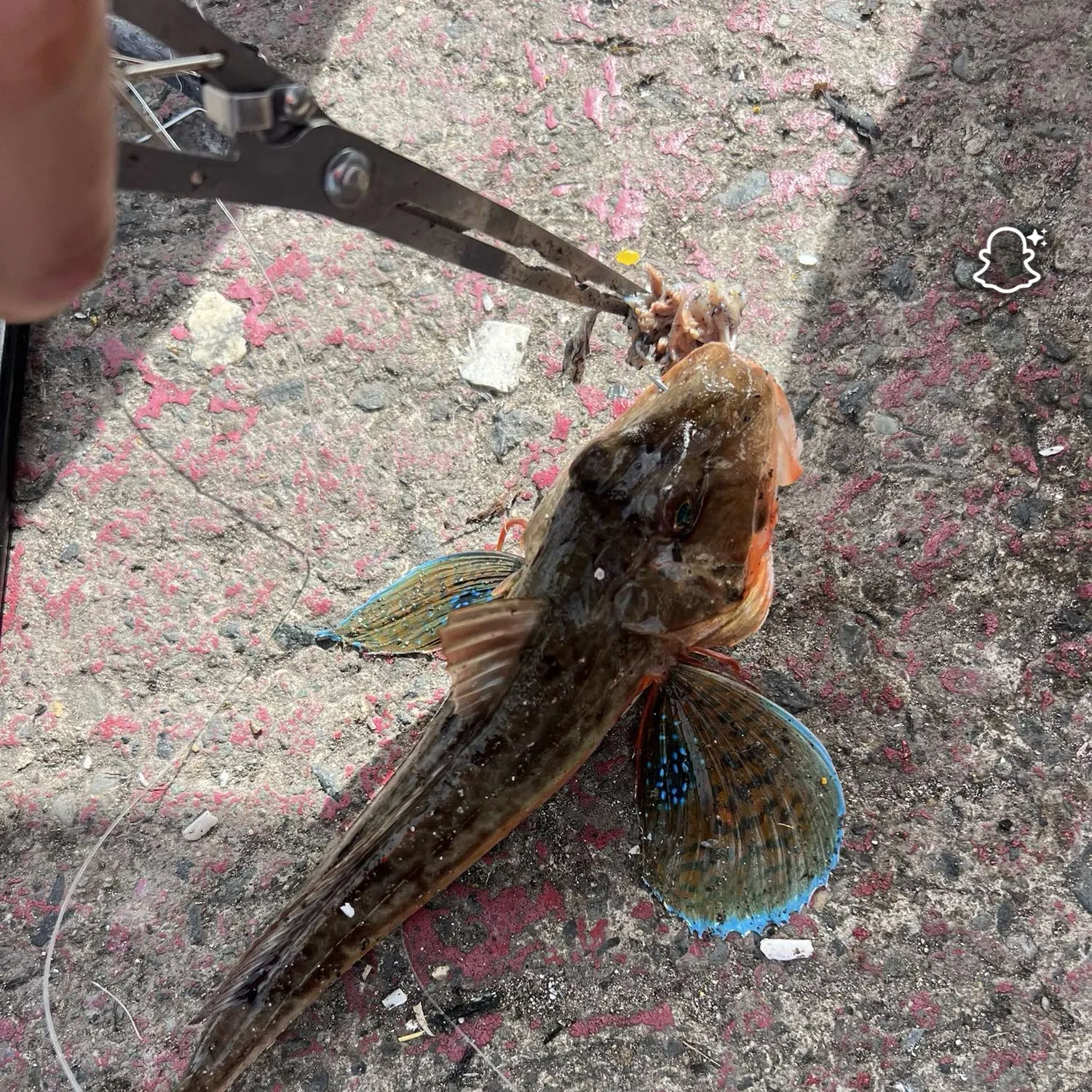 recently logged catches