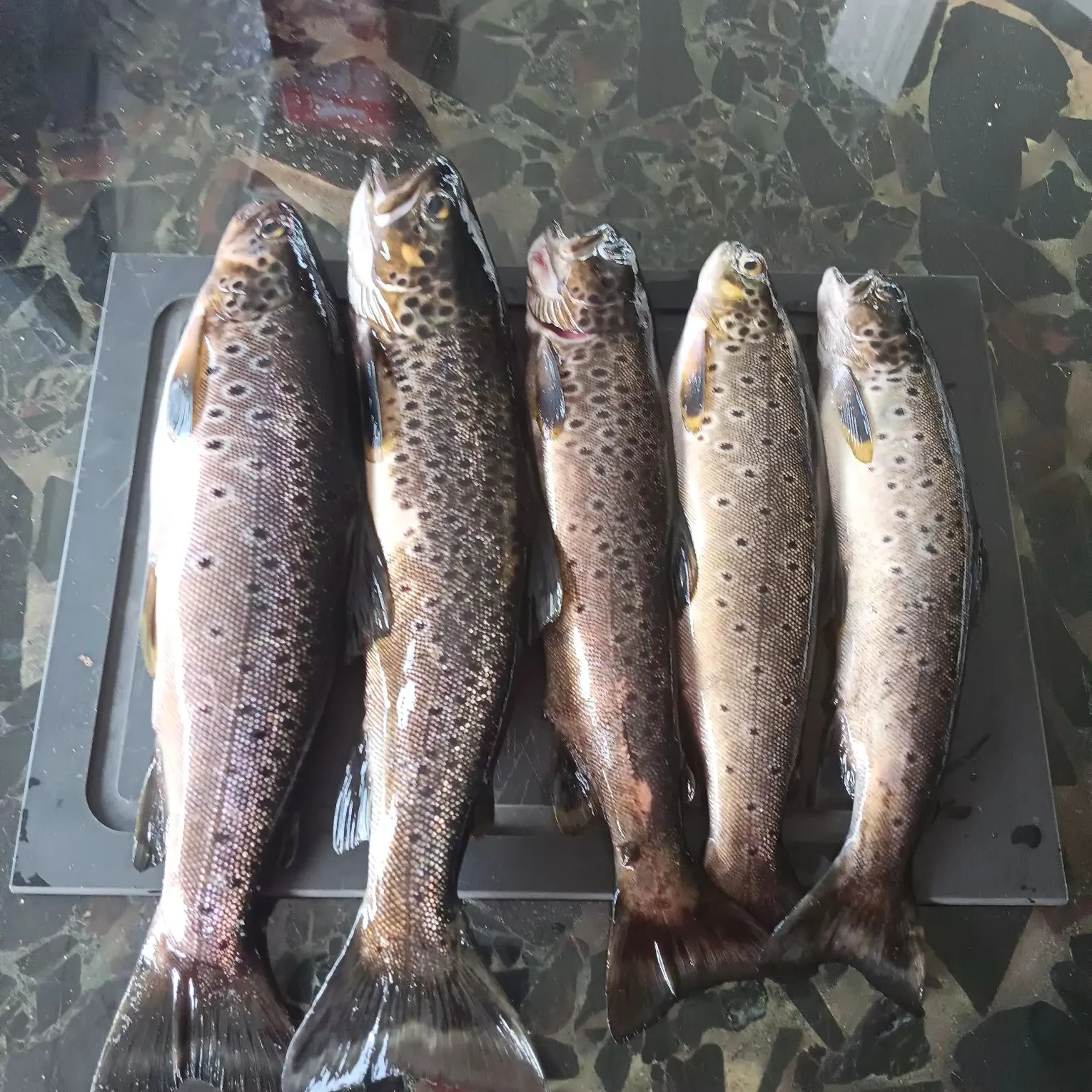 Brown trout caught on Fishbrain