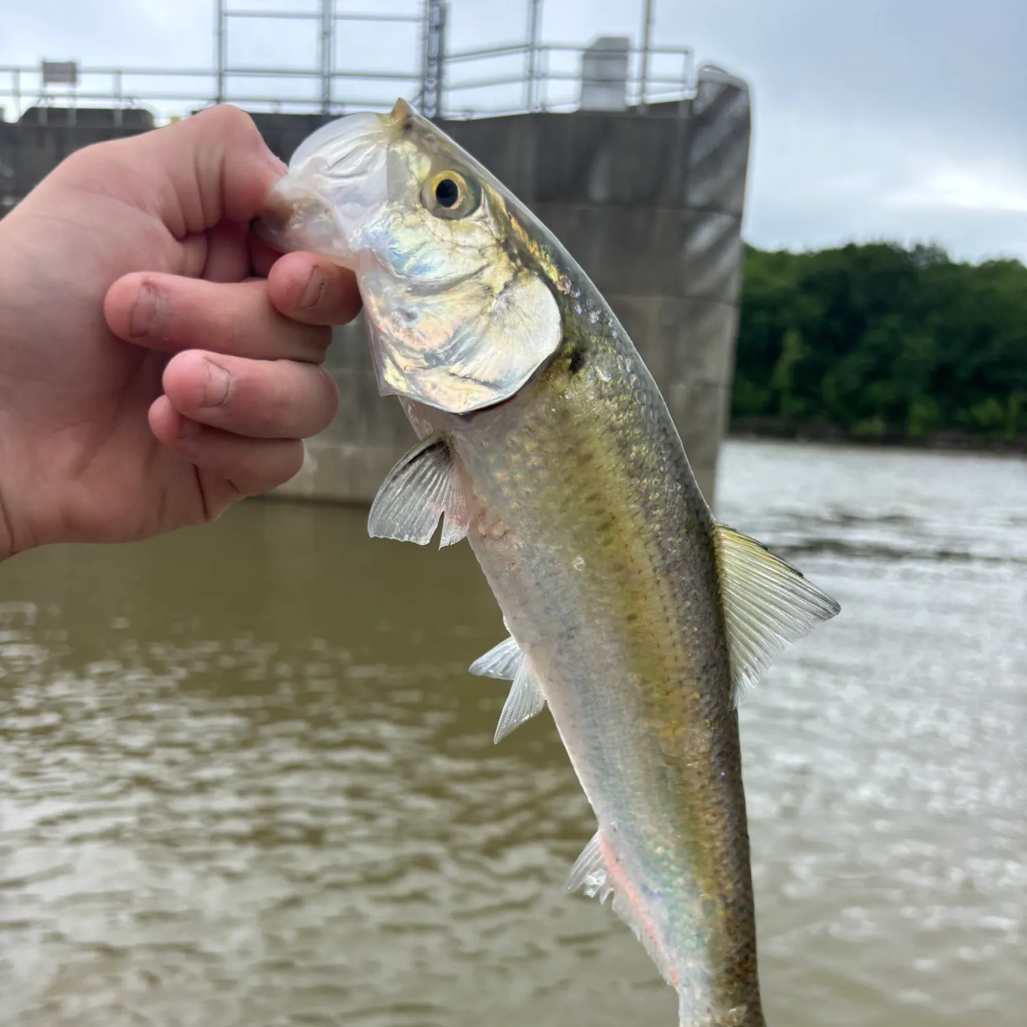 most liked catch image