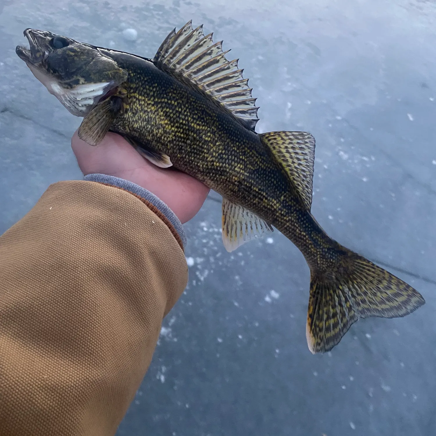 The most recent Saugeye catches on Fishbrain