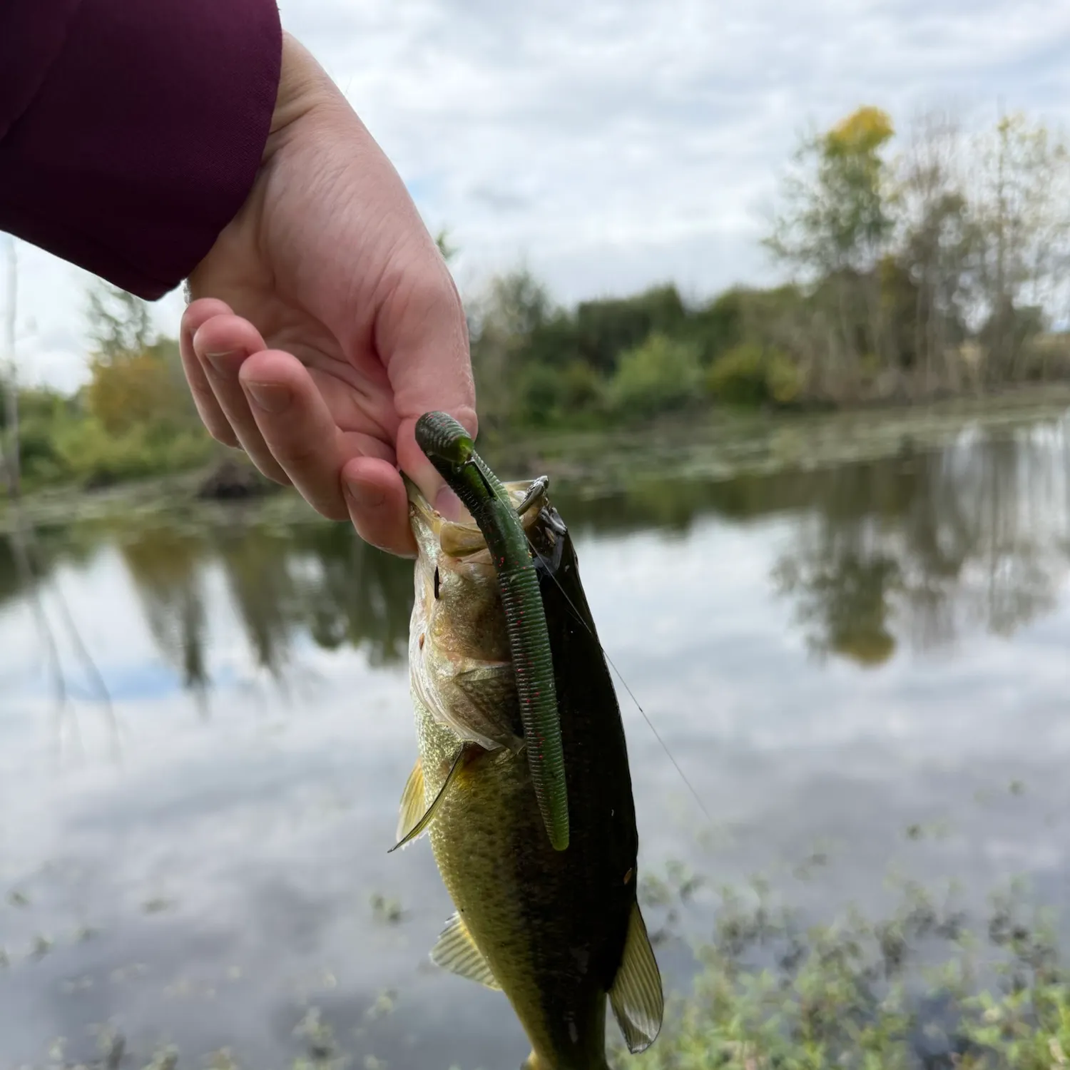 Largemouth bass caught on Fishbrain