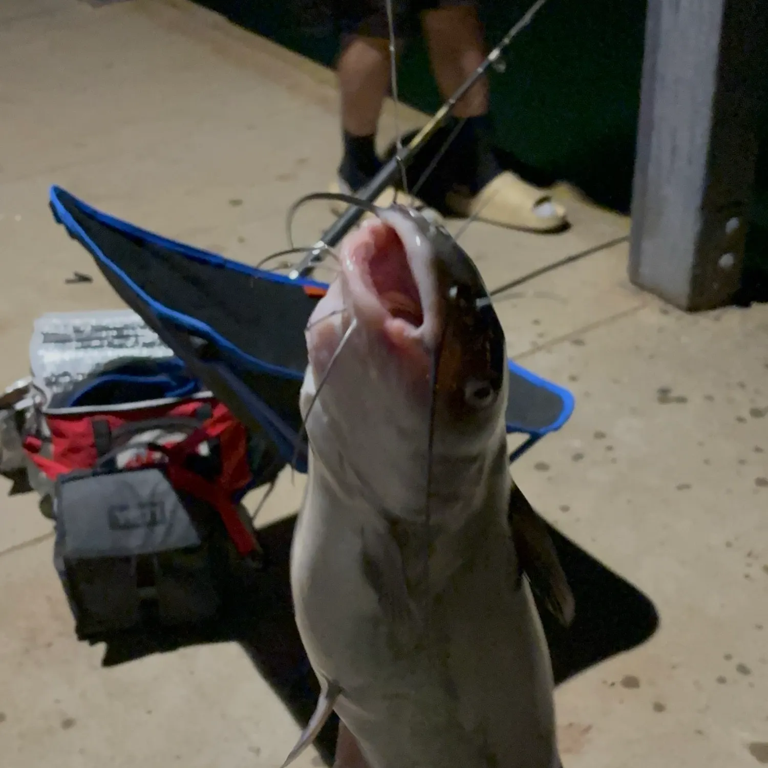 Channel catfish caught on Fishbrain