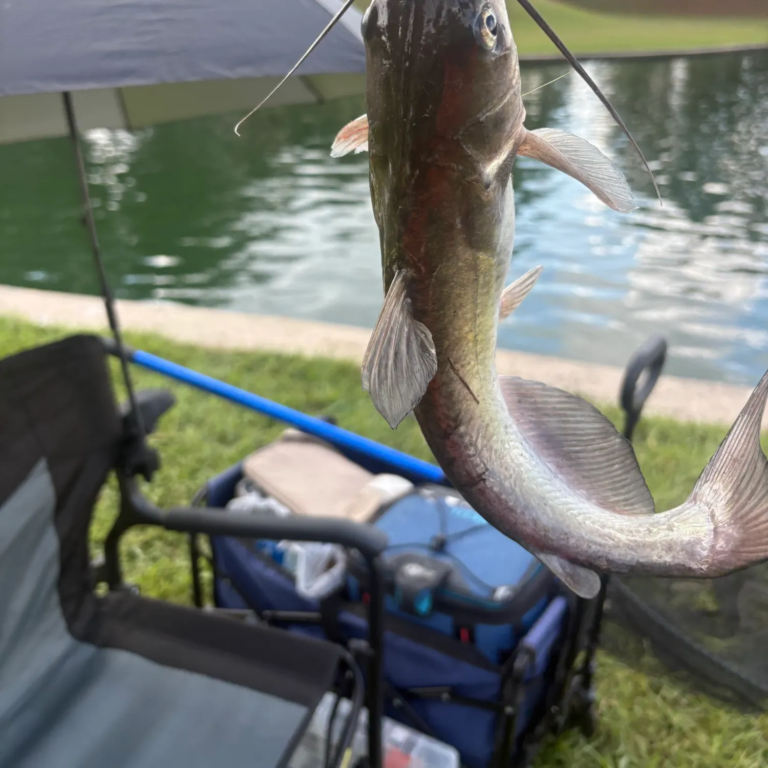 Channel catfish caught on Fishbrain