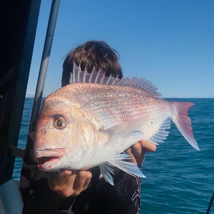 The most recent Australasian snapper catches on Fishbrain