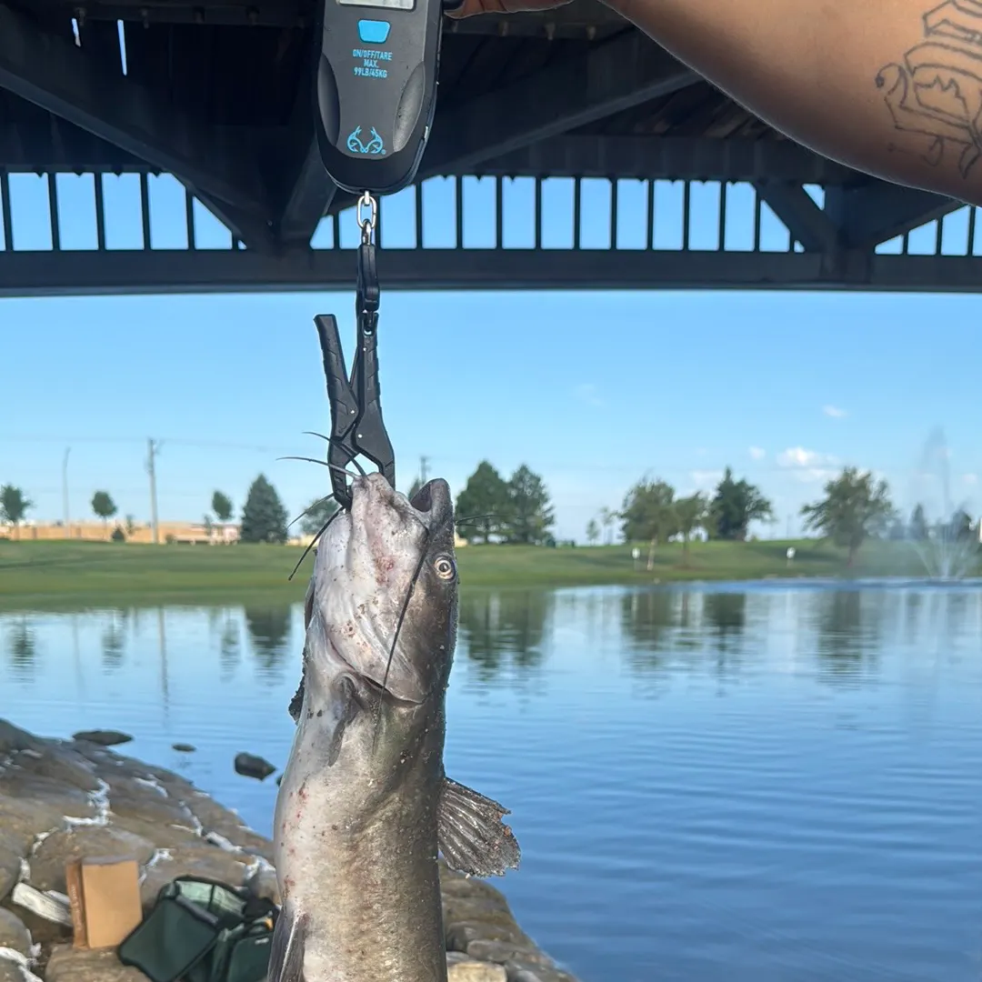 Channel catfish caught on Fishbrain
