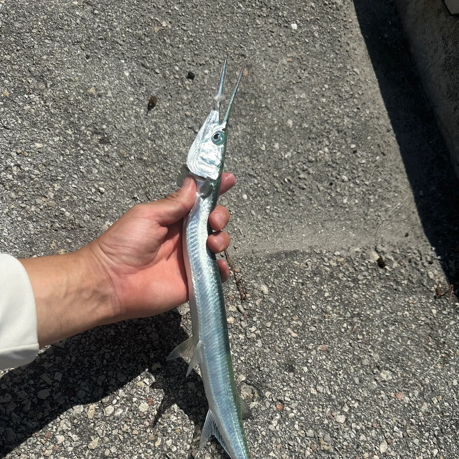 Flat needlefish caught on Fishbrain