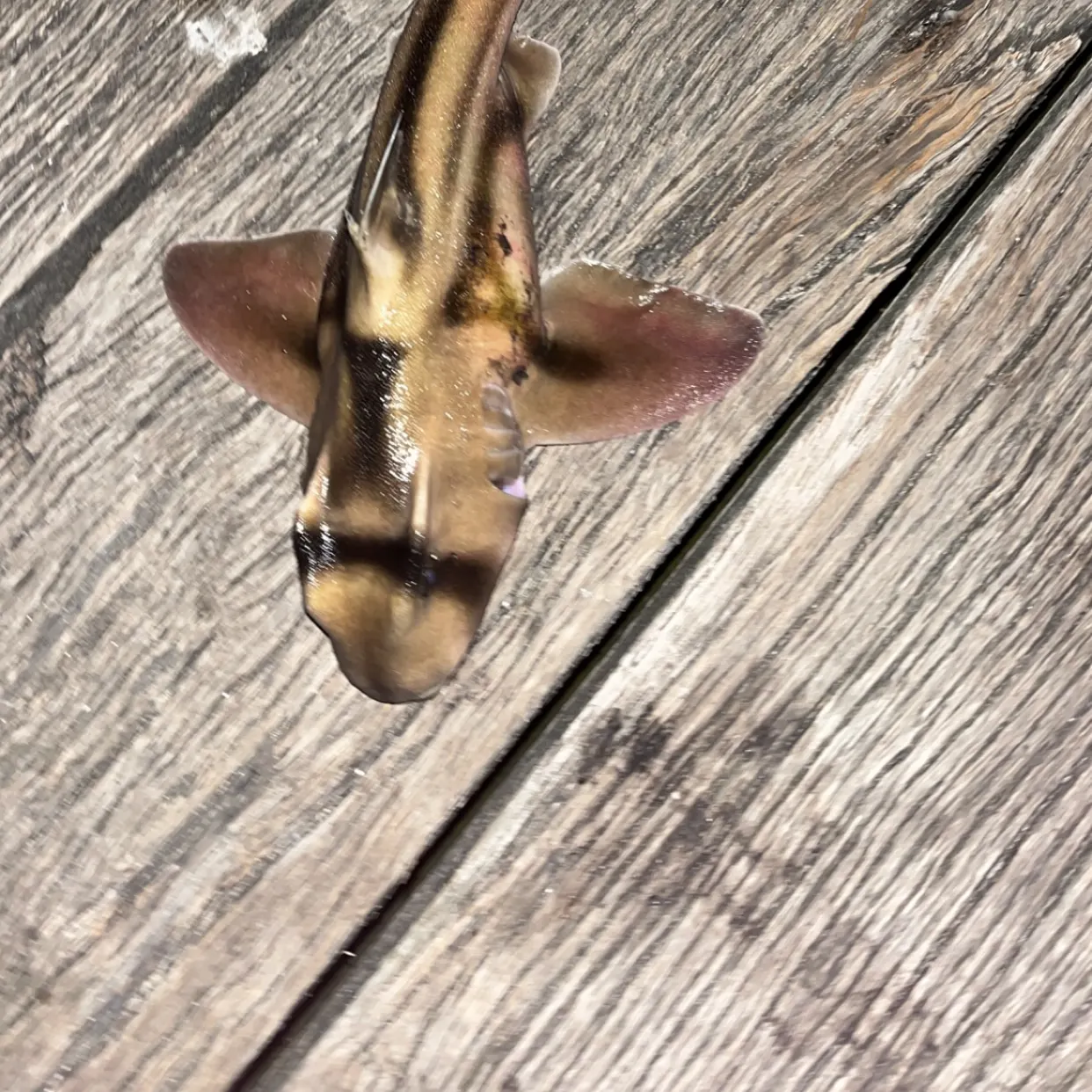 The most recent Port Jackson shark catches on Fishbrain