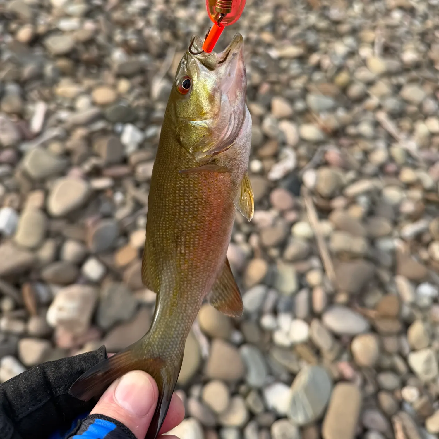 Brown trout caught on Fishbrain