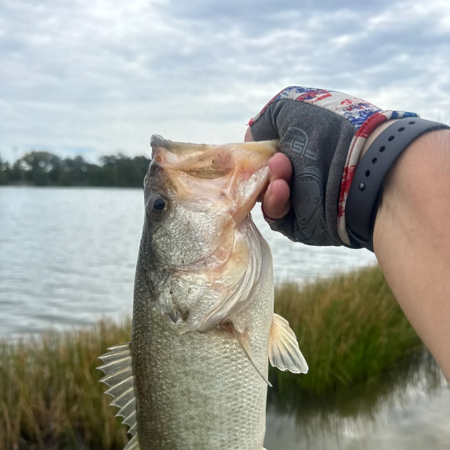 Florida bass caught on Fishbrain