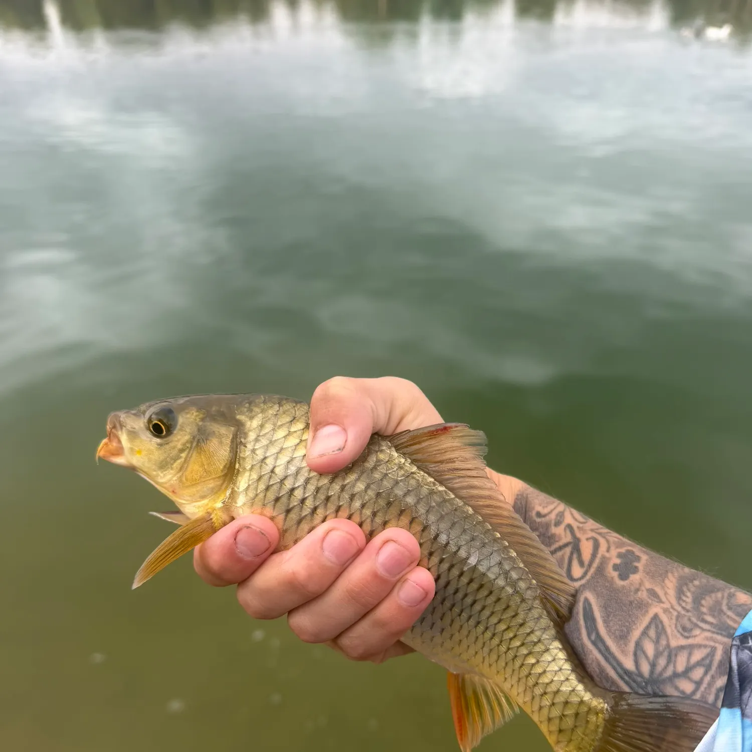 Common carp caught on Fishbrain