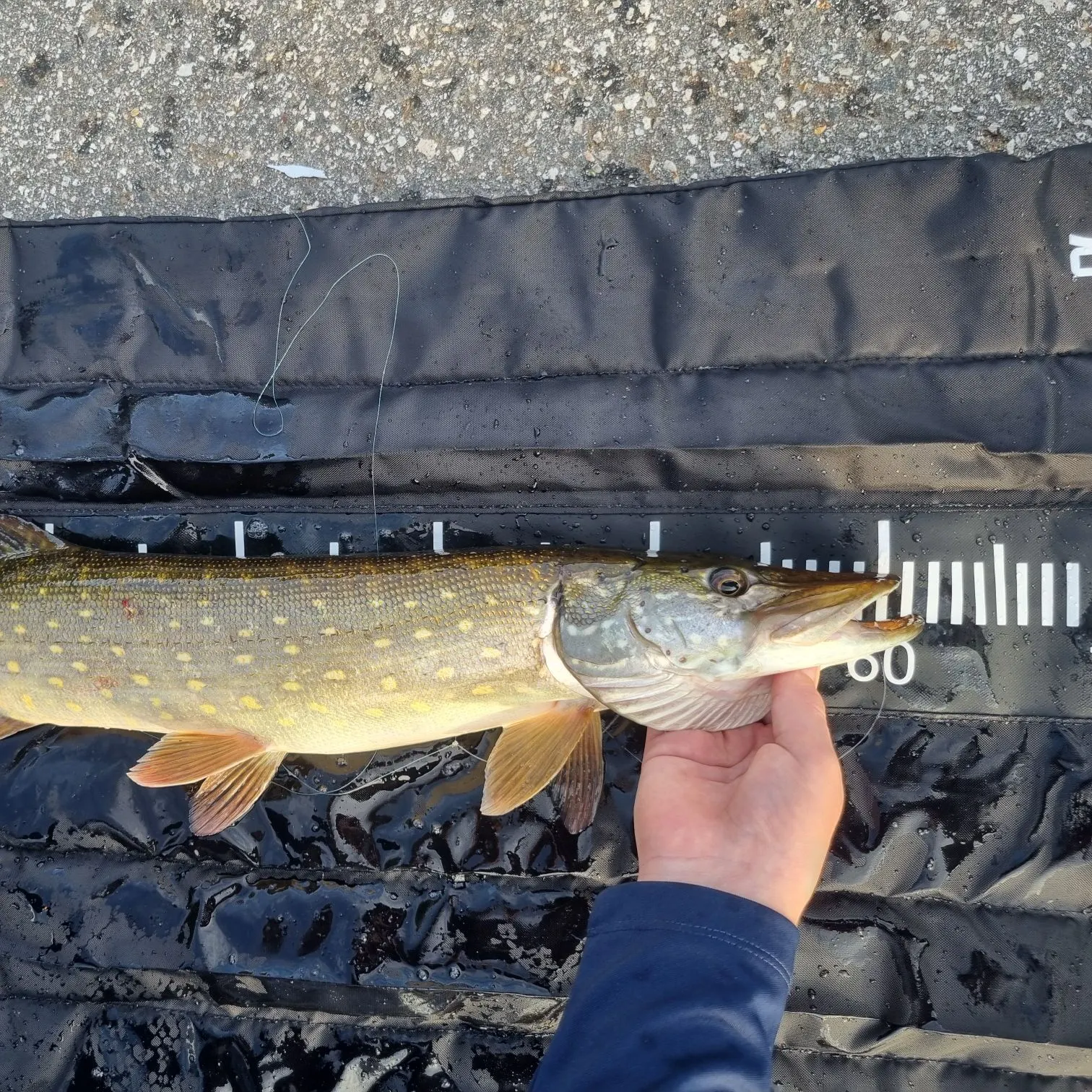 Northern pike caught on Fishbrain