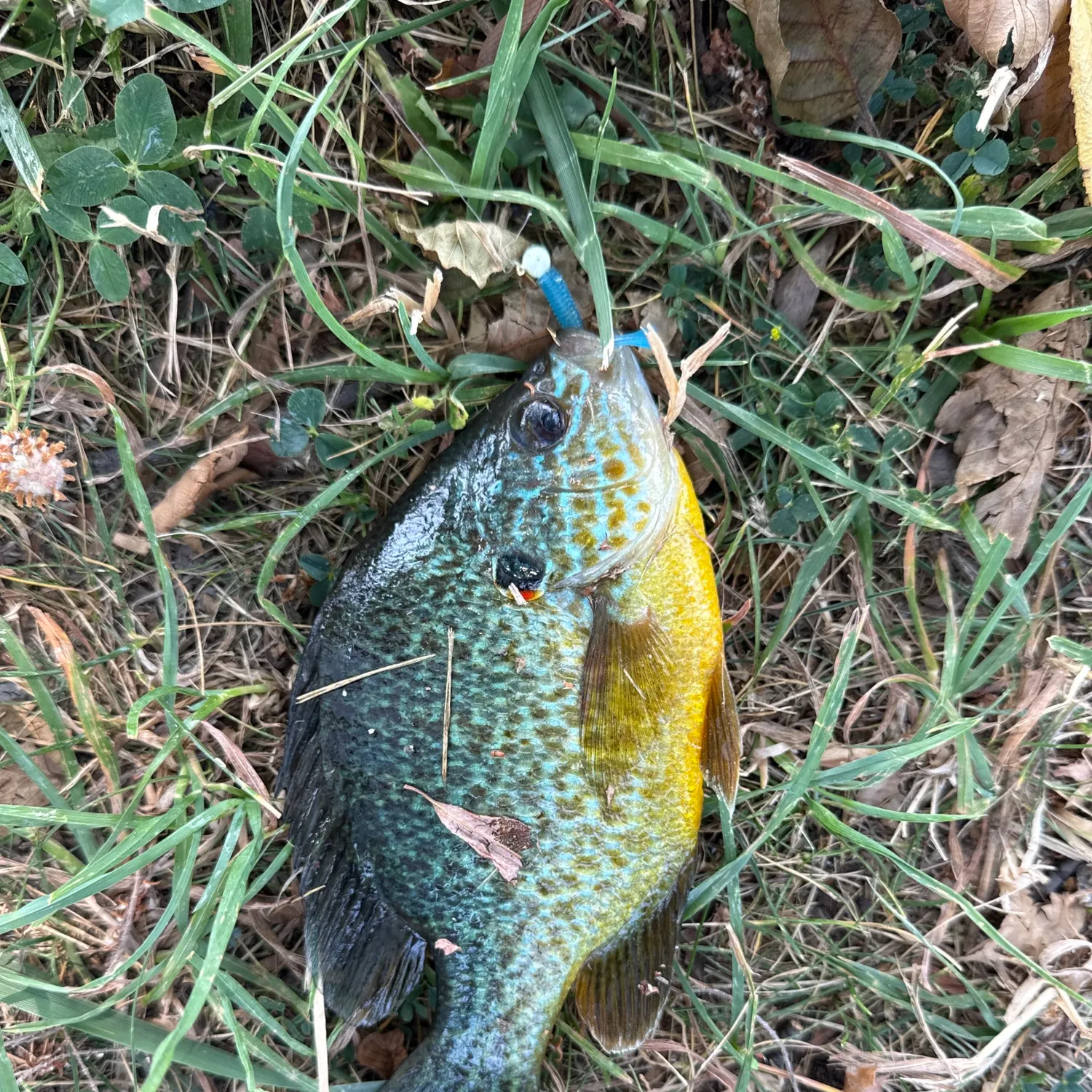 Fishing in Rochester, NY (United States) ️️️️ Find Spots, Species & Tips