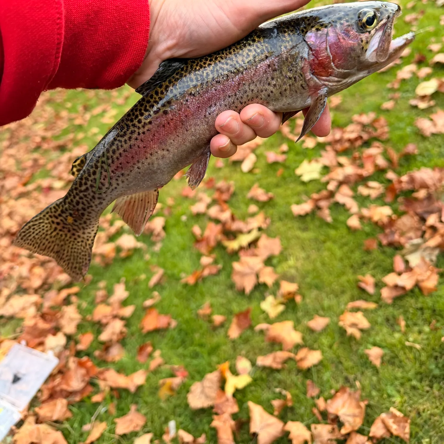 Rainbow trout caught on Fishbrain