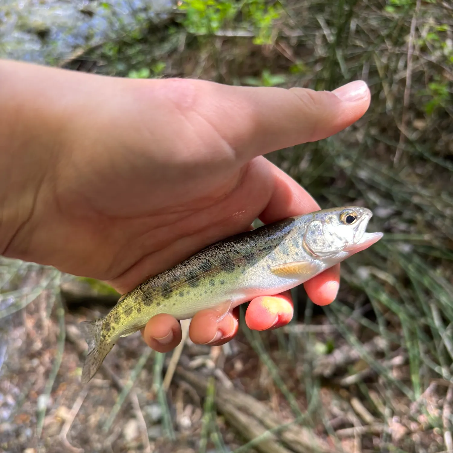 The most recent Golden trout catches on Fishbrain