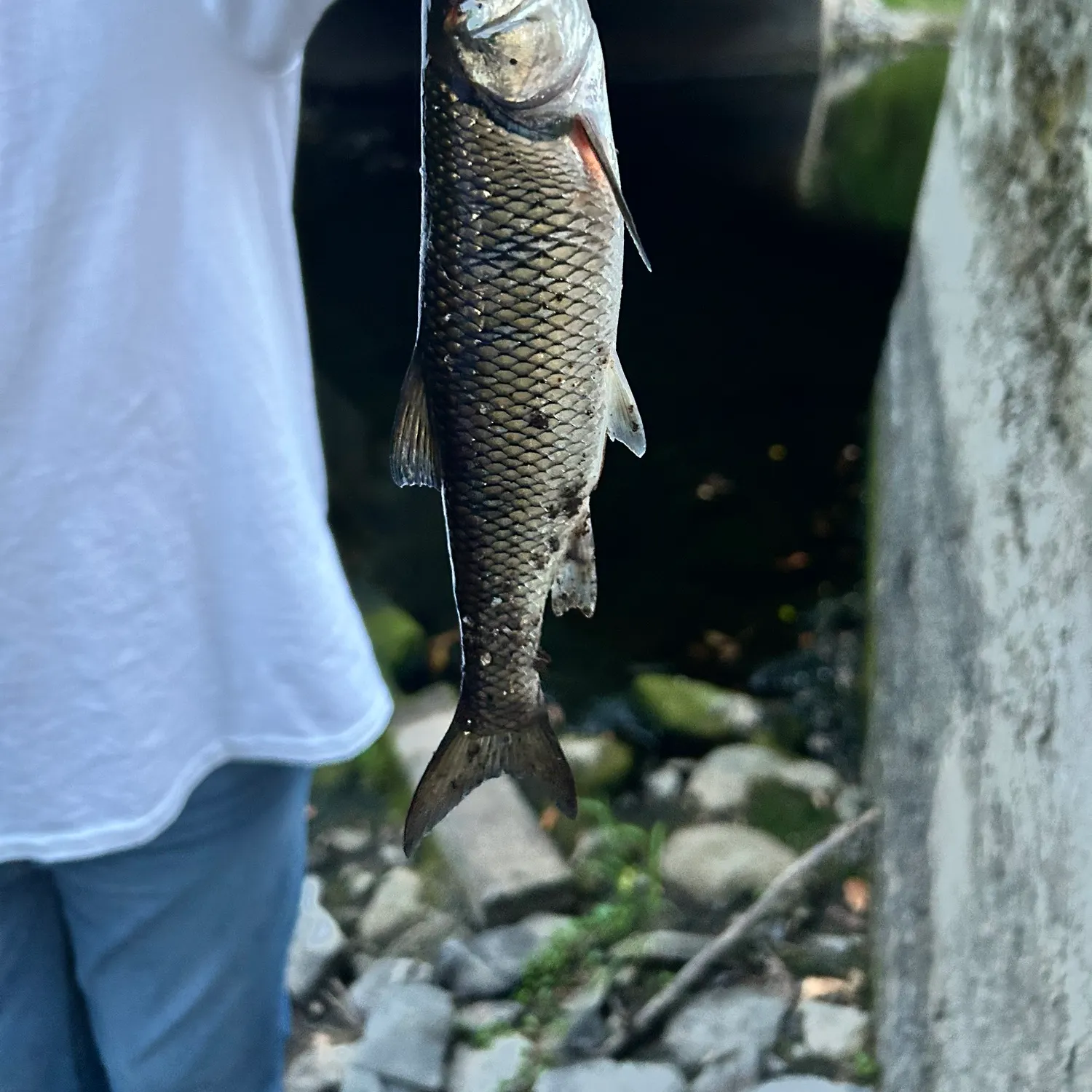 Fallfish caught on Fishbrain