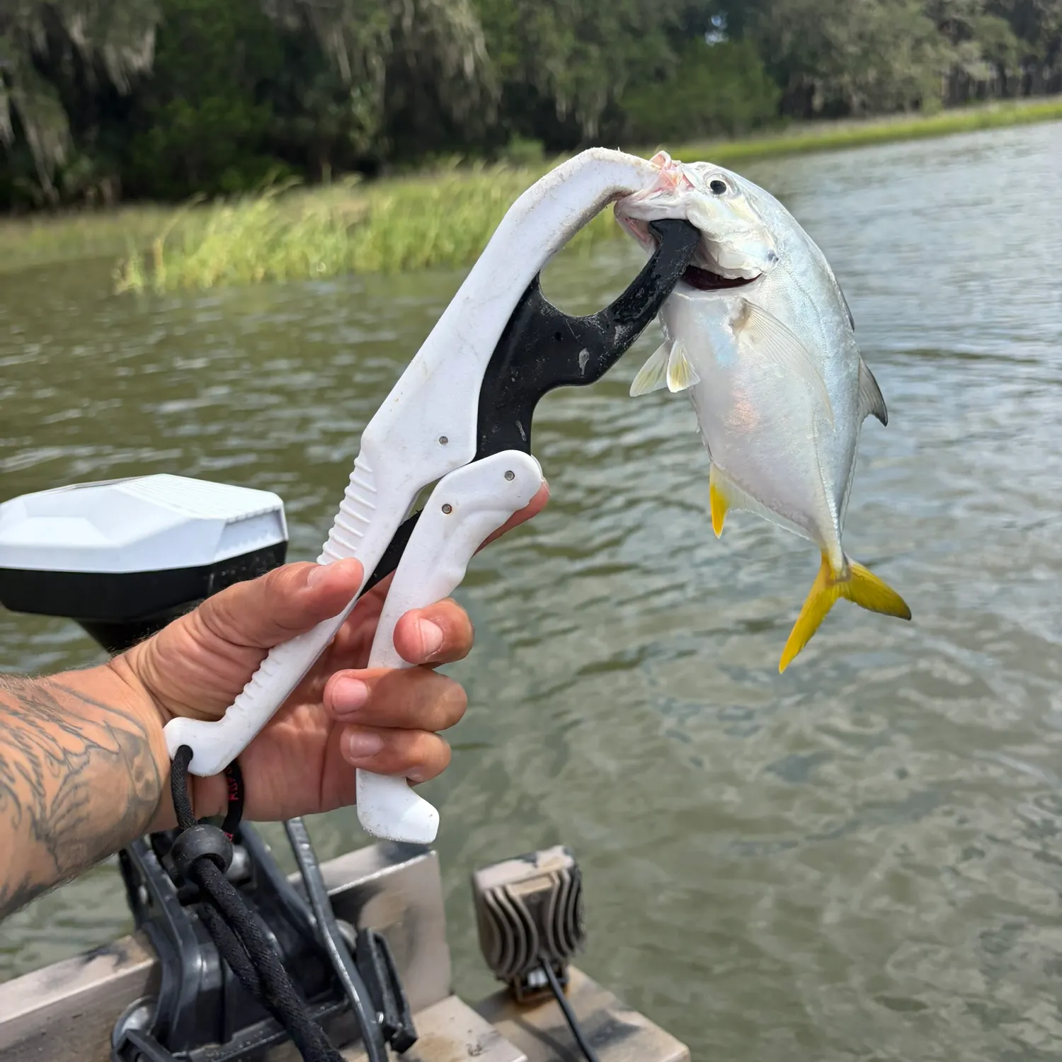 Crevalle jack caught on Fishbrain