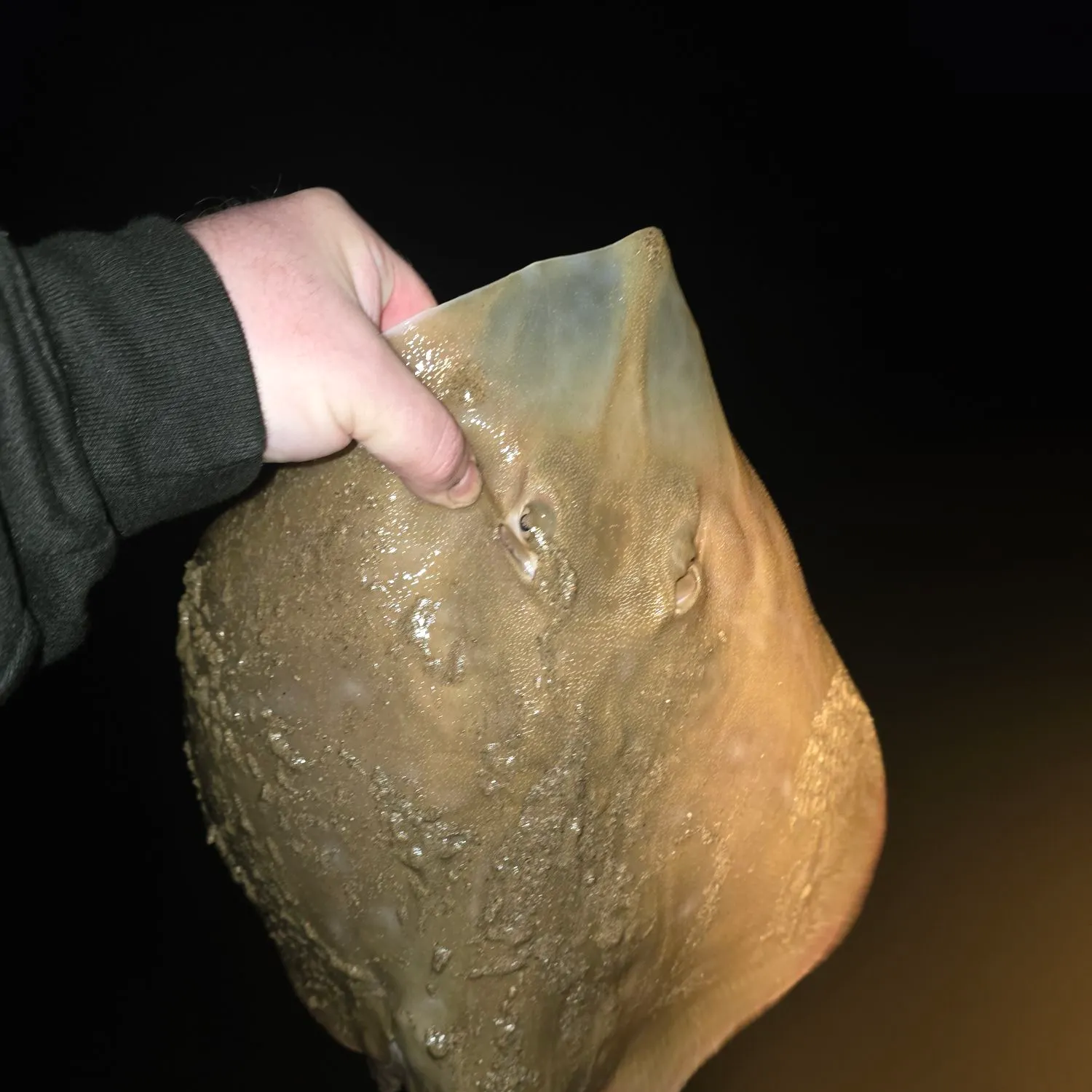 The most recent Small-eyed ray catches on Fishbrain