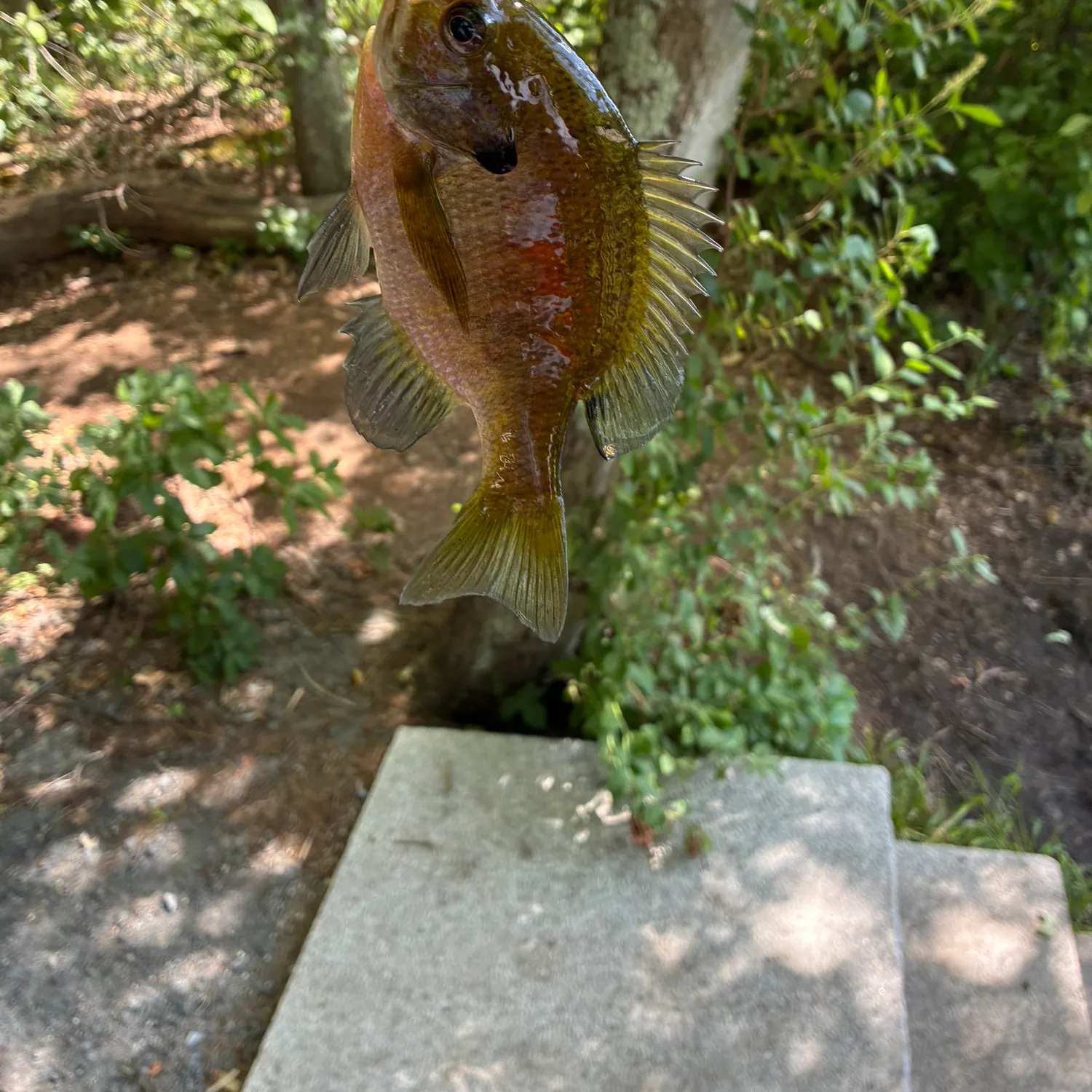 Bluegill caught on Fishbrain