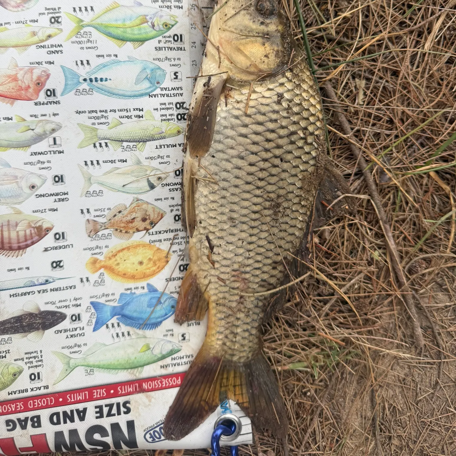 recently logged catches