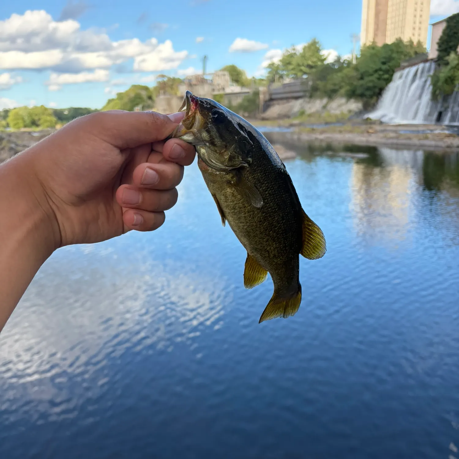 Smallmouth bass caught on Fishbrain