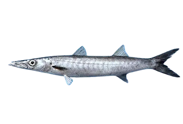 Mexican barracuda