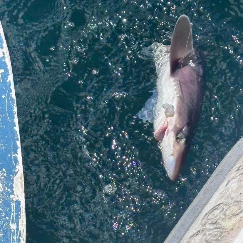 The most recent Pacific spiny dogfish catches on Fishbrain