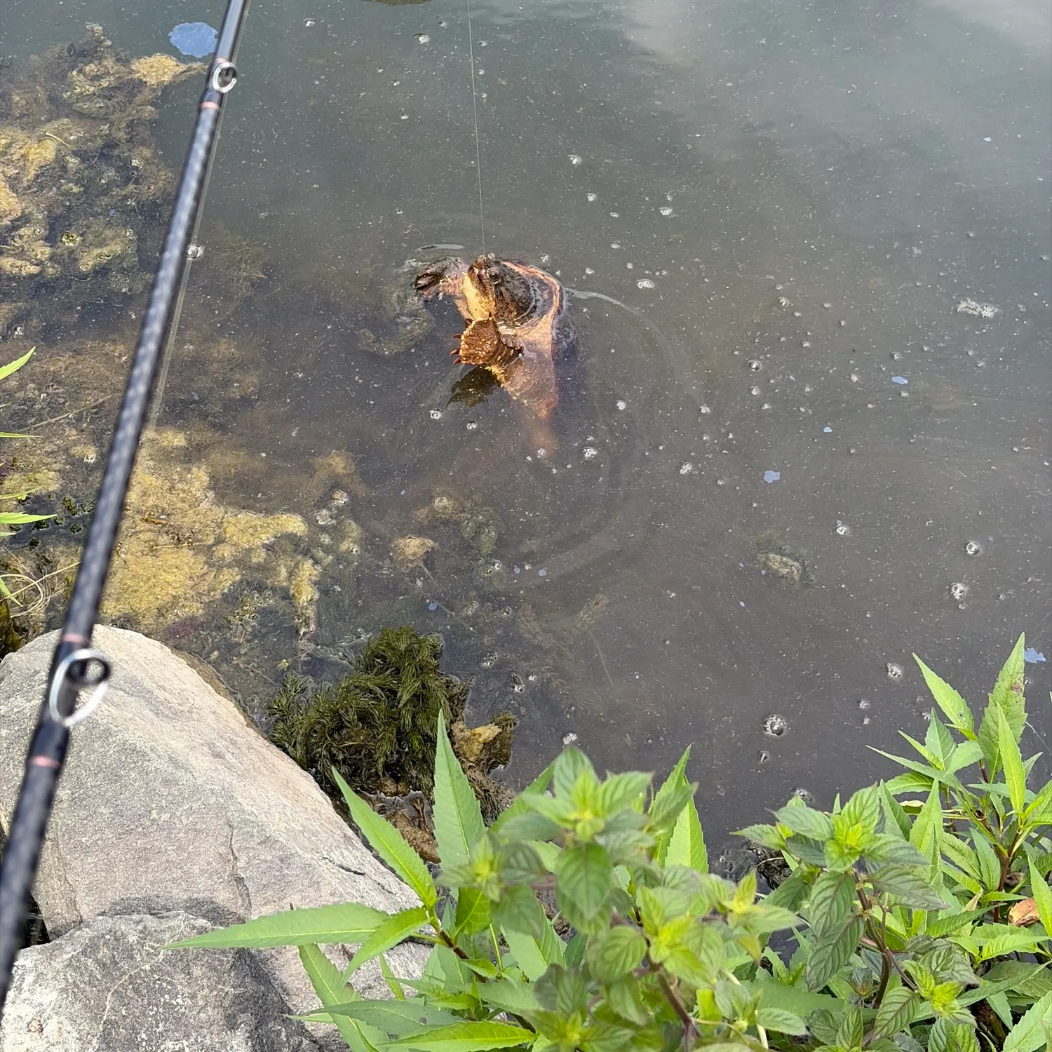 catch