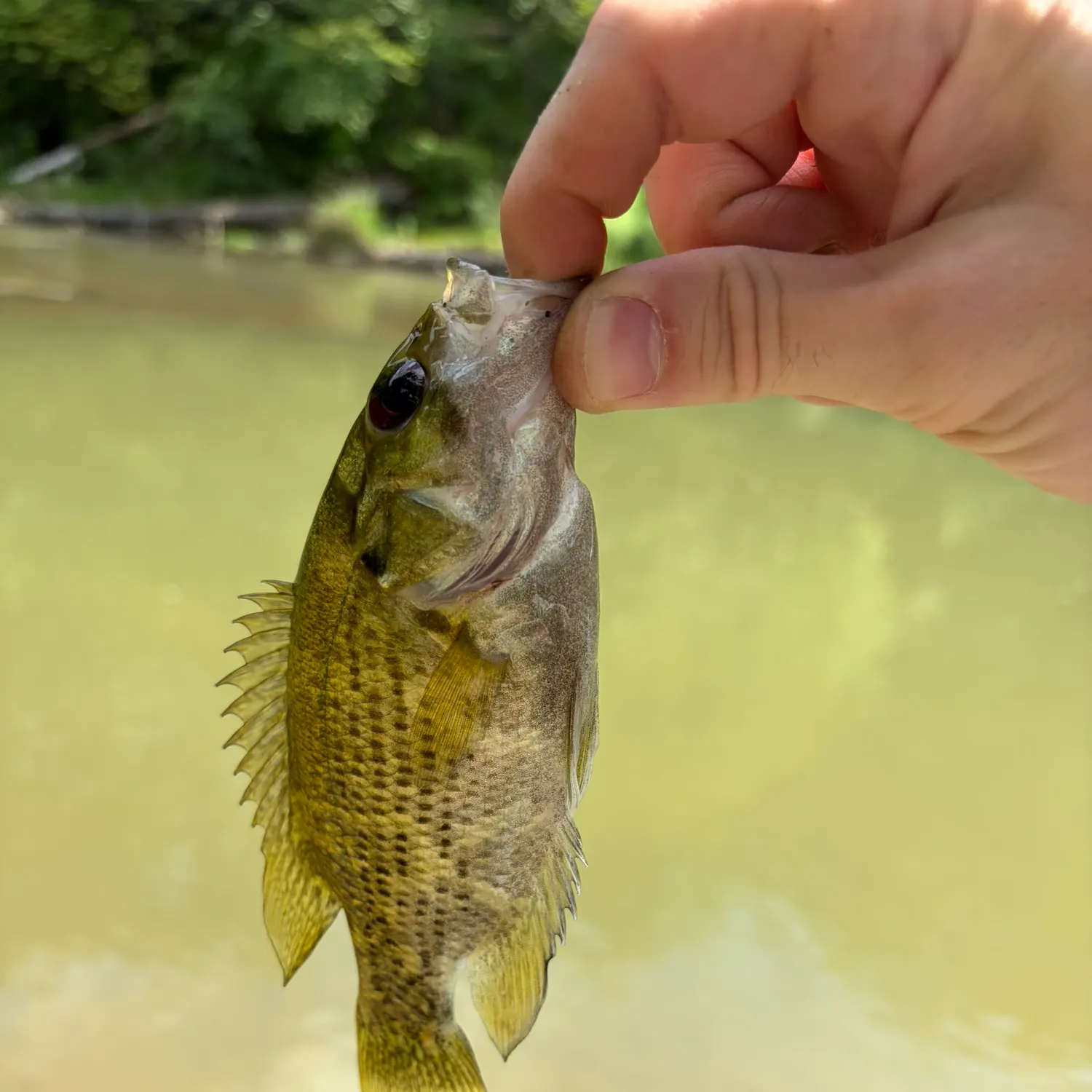 Rock bass caught on Fishbrain