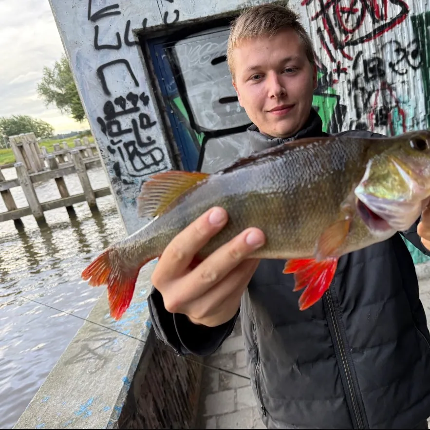 European perch caught on Fishbrain