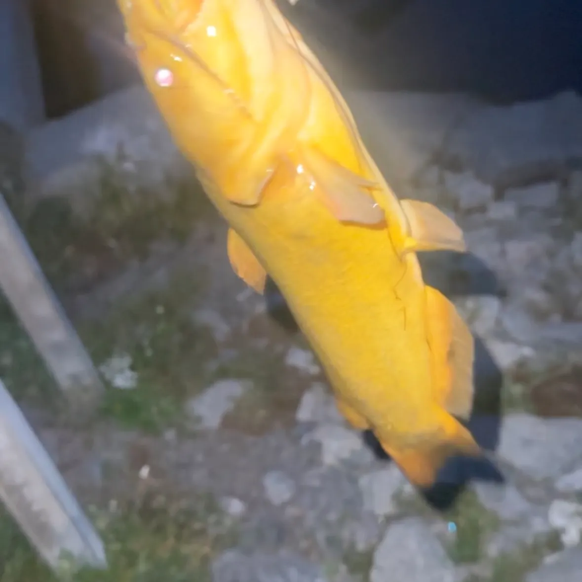 Yellow bullhead caught on Fishbrain