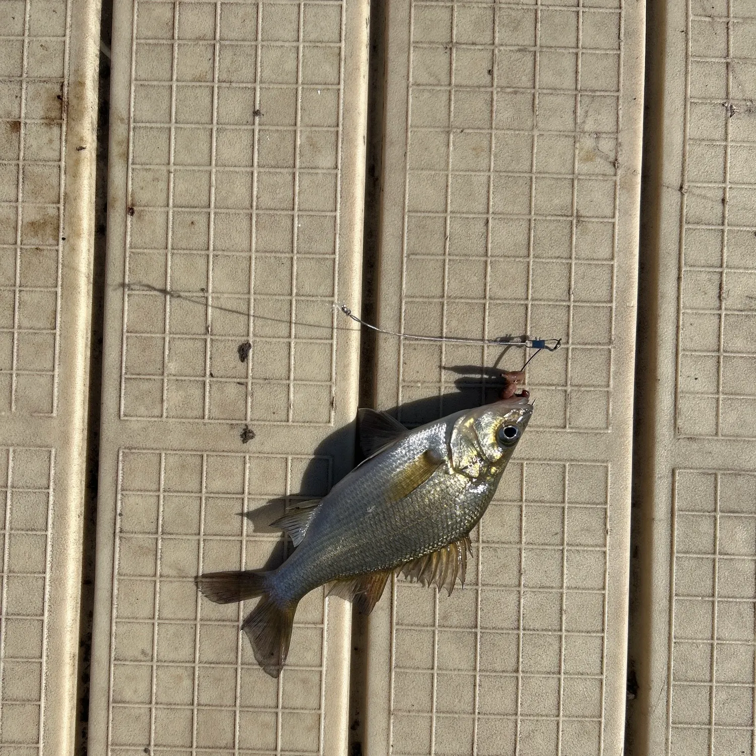 White perch caught on Fishbrain
