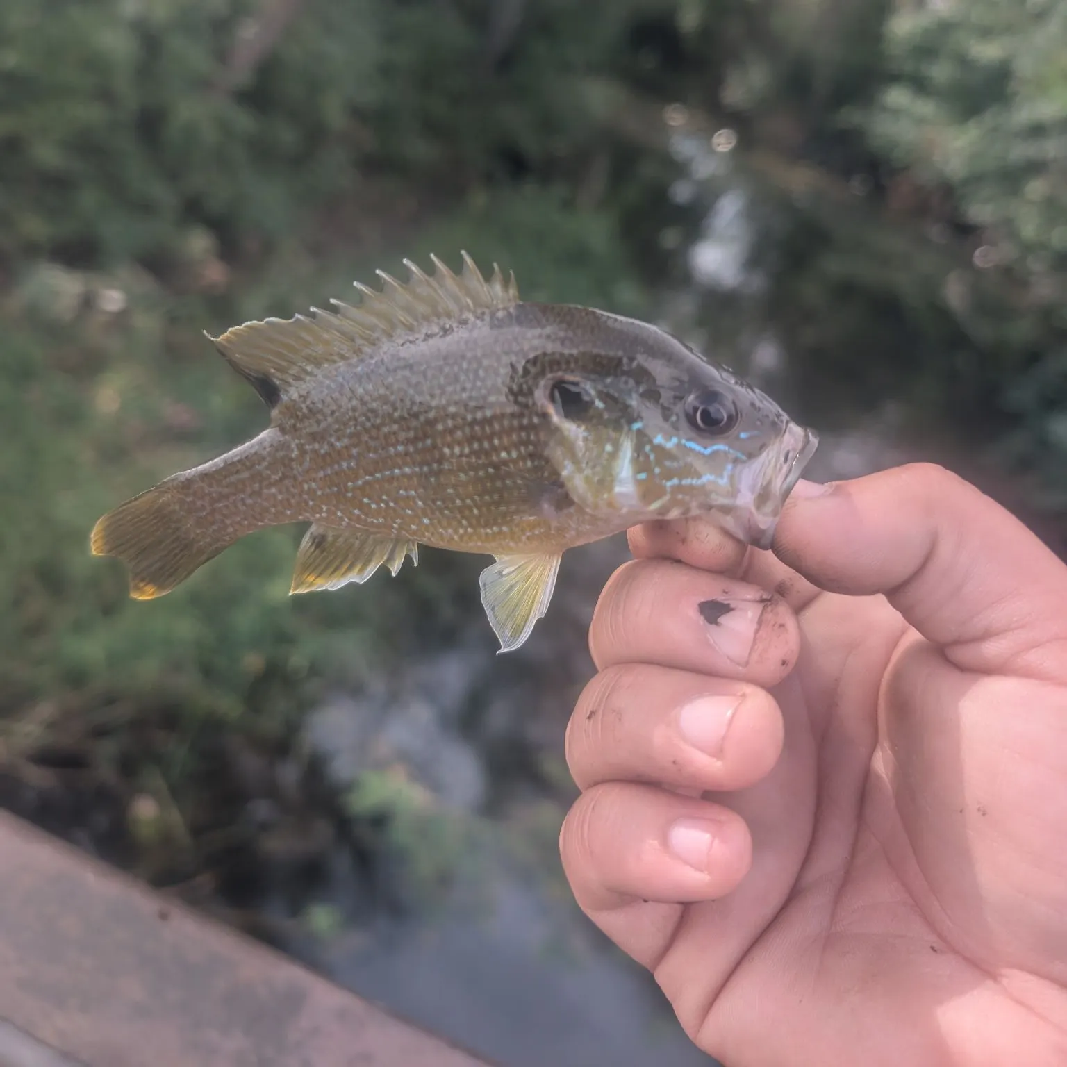 Green sunfish caught on Fishbrain