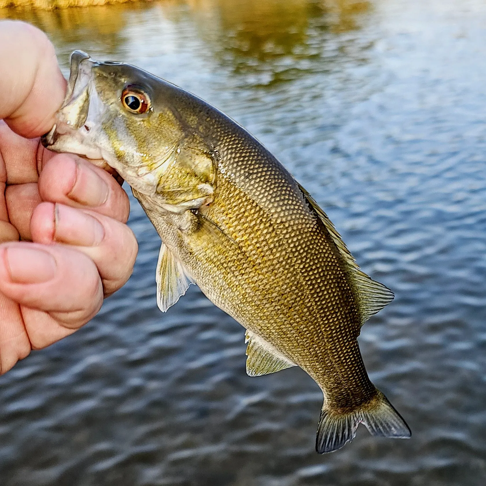 Smallmouth bass caught on Fishbrain