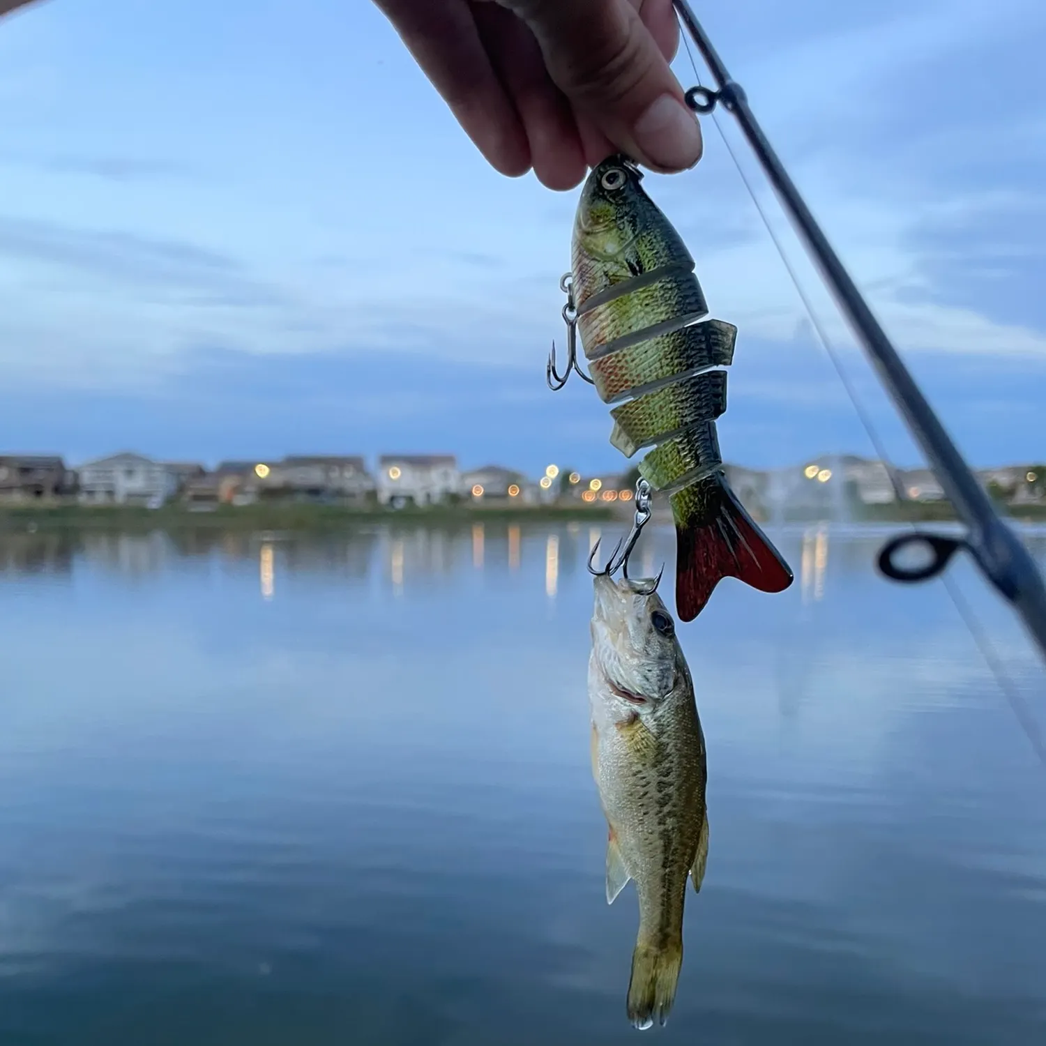 Largemouth bass caught on Fishbrain