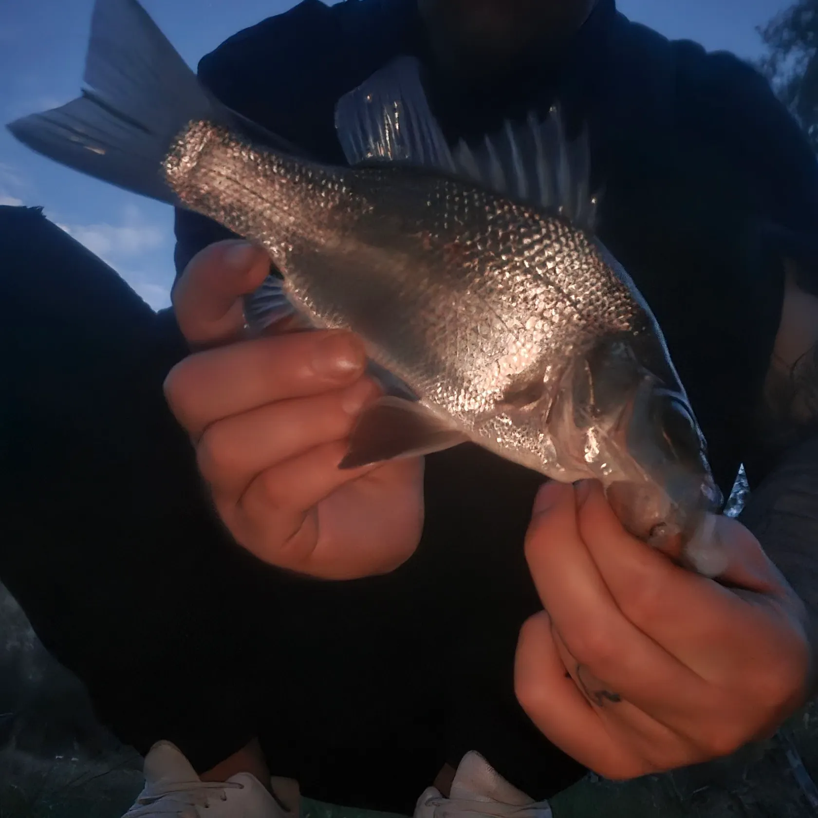 The most recent Estuary perch catches on Fishbrain