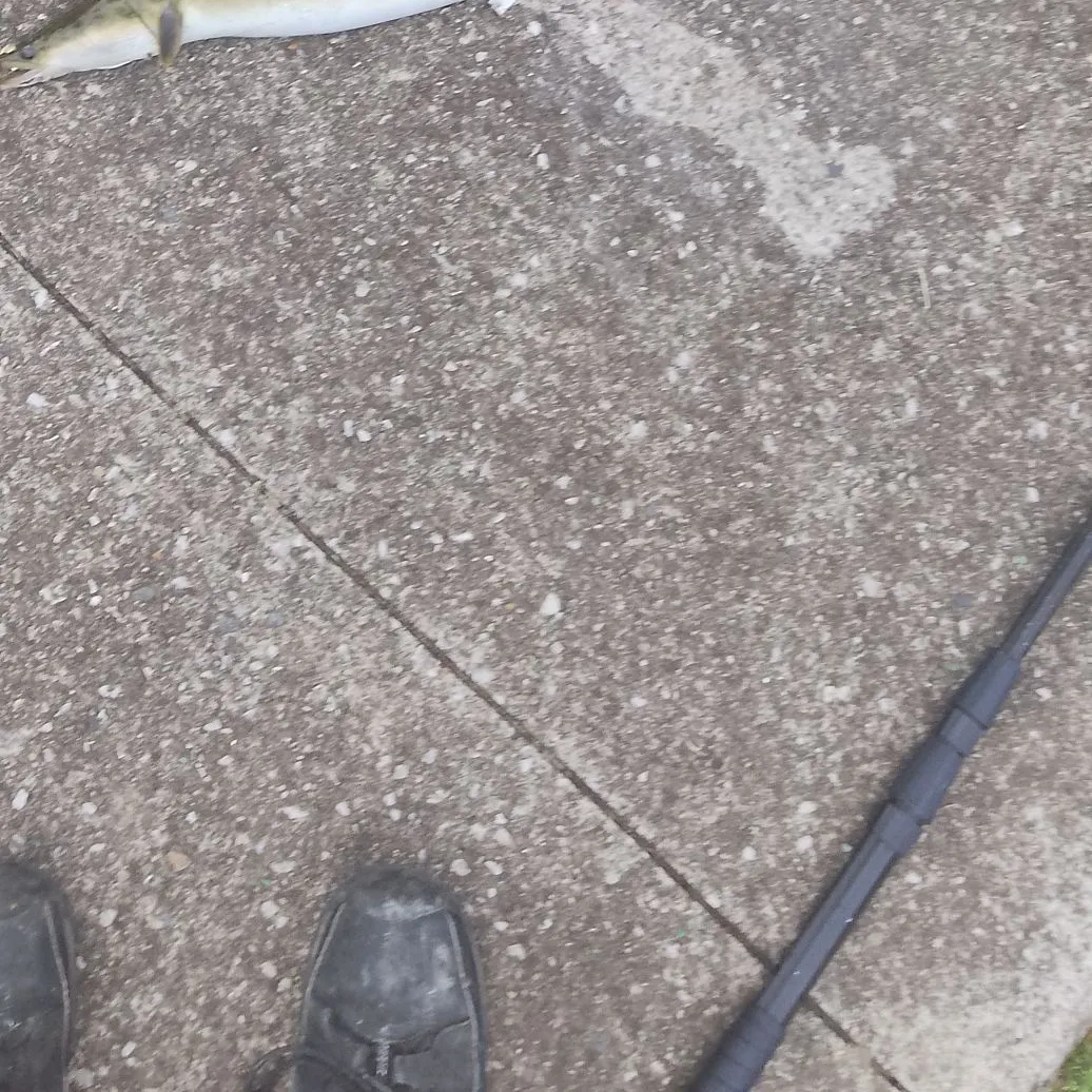 The most recent Speckled longfin eel catches on Fishbrain