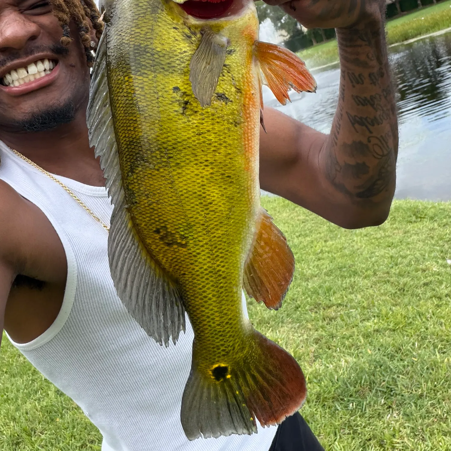 The most recent Butterfly peacock bass catches on Fishbrain