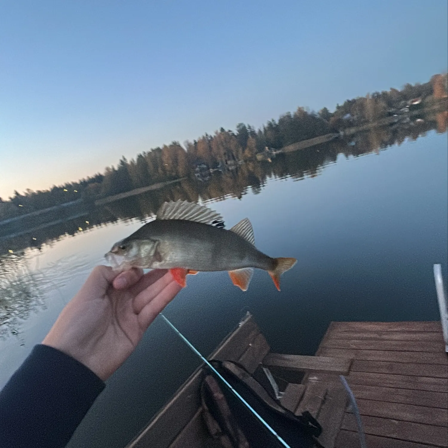 European perch caught on Fishbrain