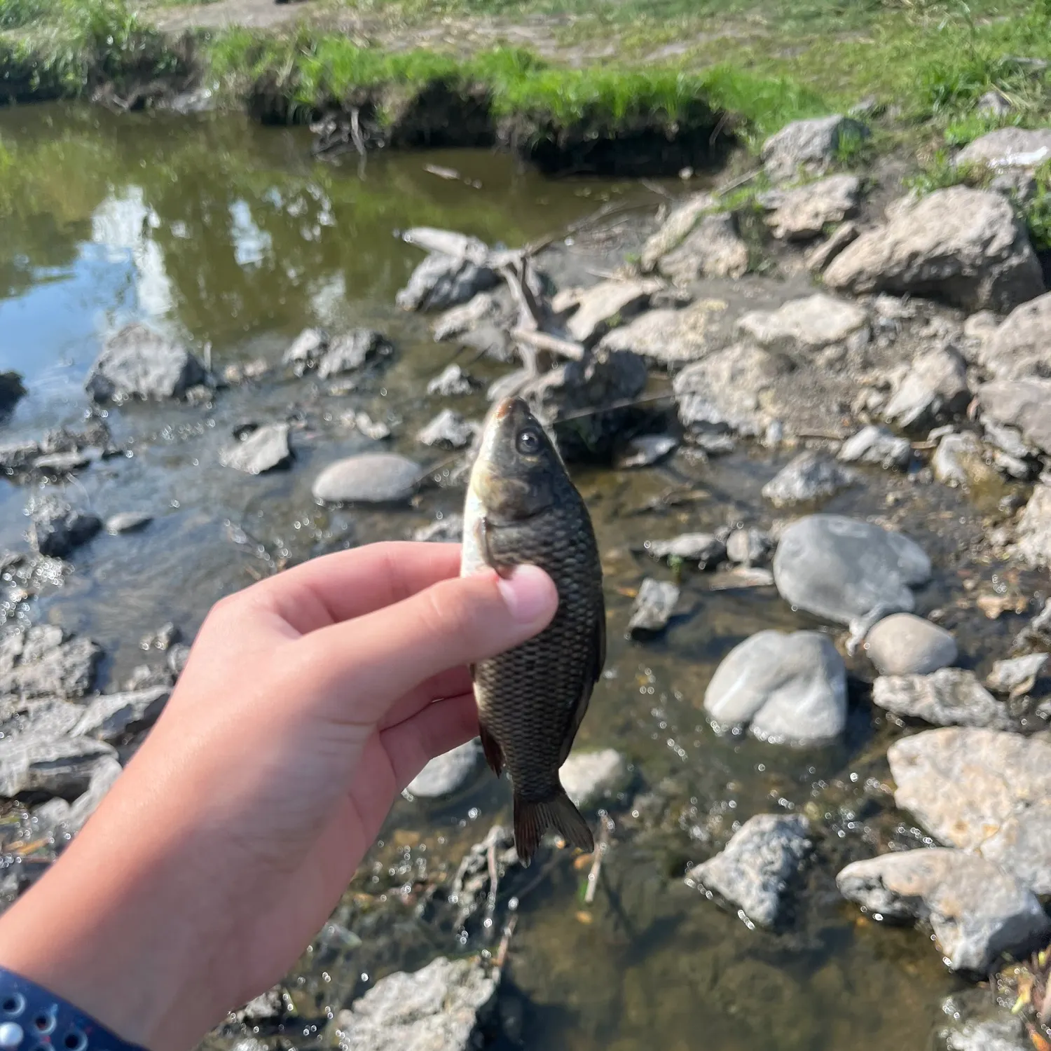 Common carp caught on Fishbrain
