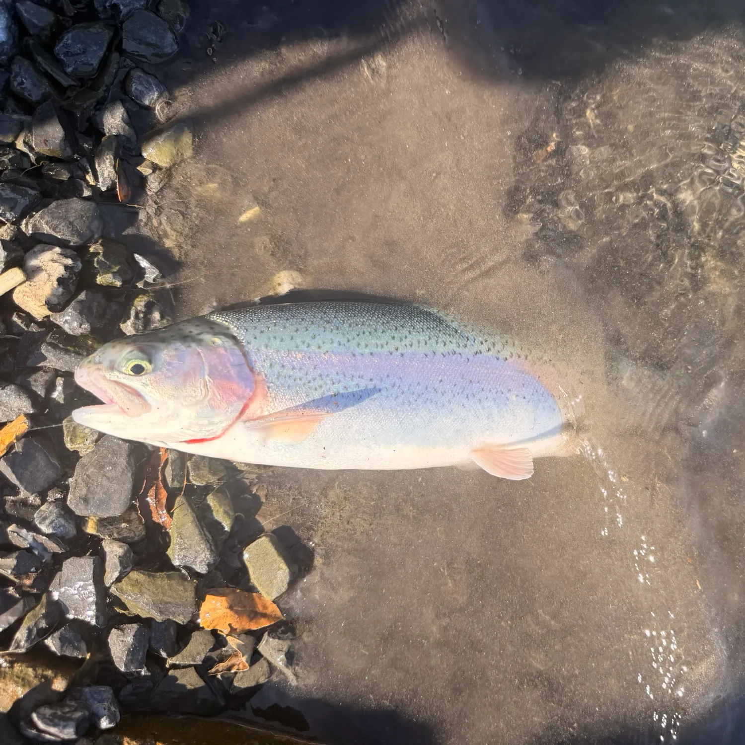 Rainbow trout caught on Fishbrain