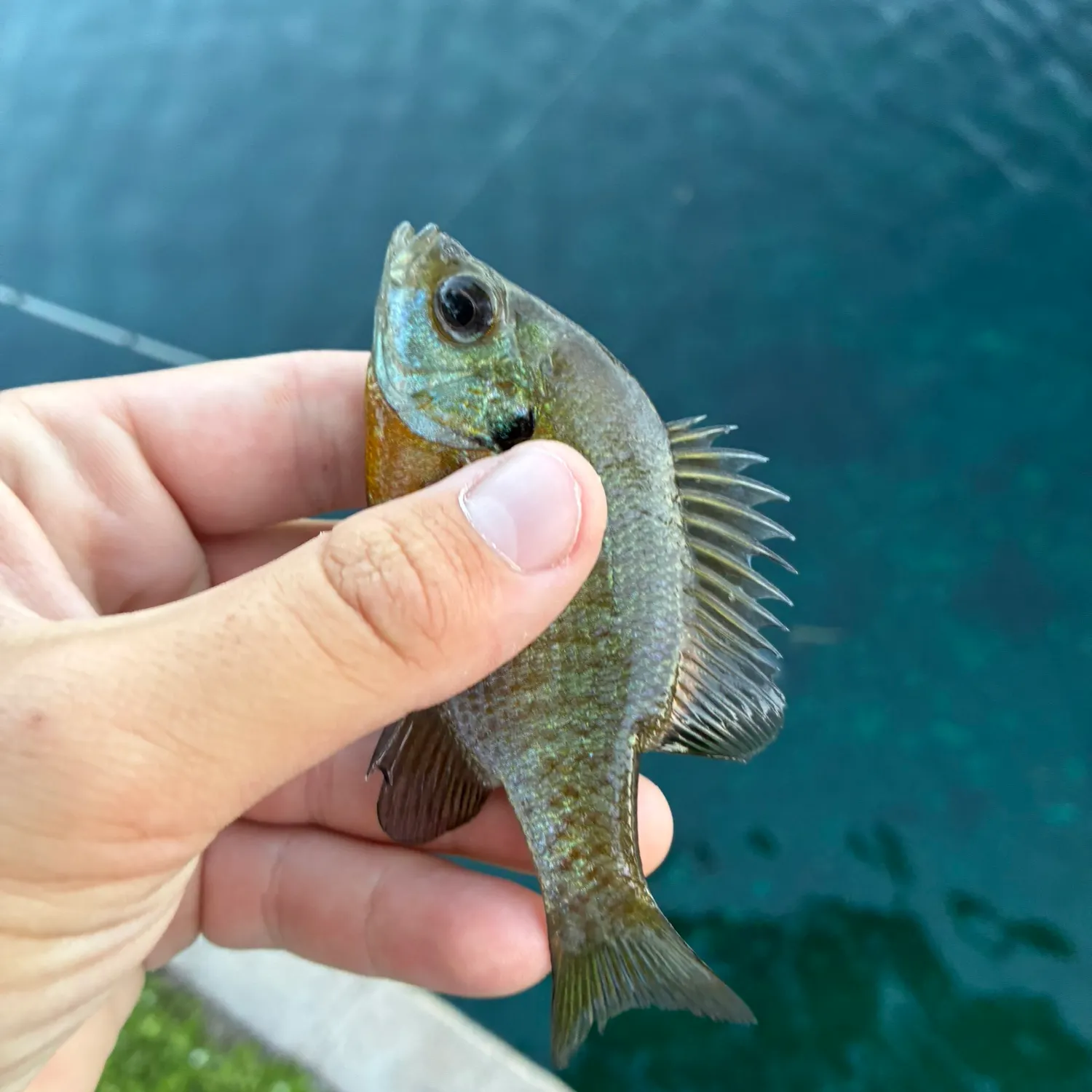 The most recent Bluegill catches on Fishbrain