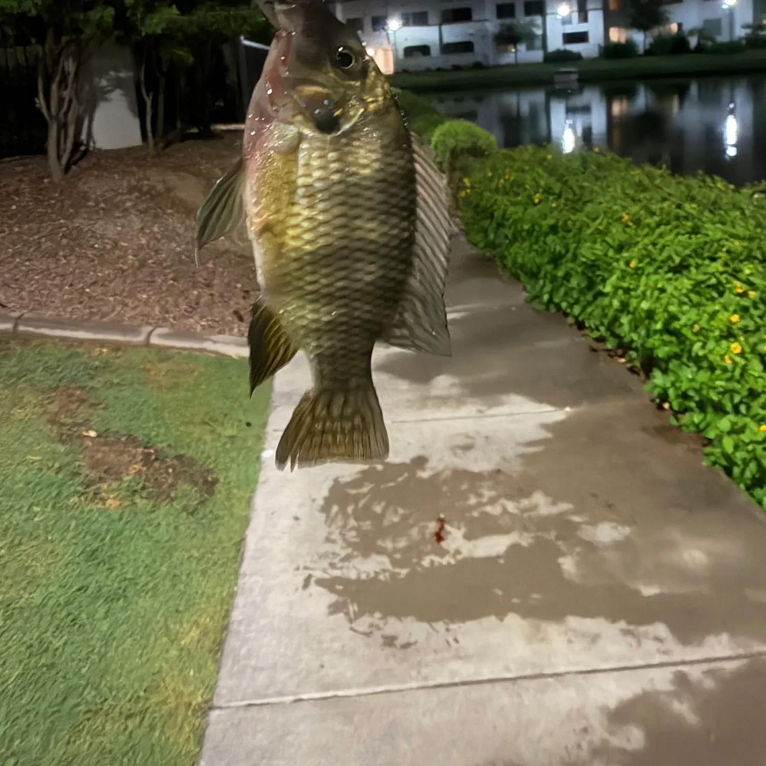 Redbelly tilapia caught on Fishbrain