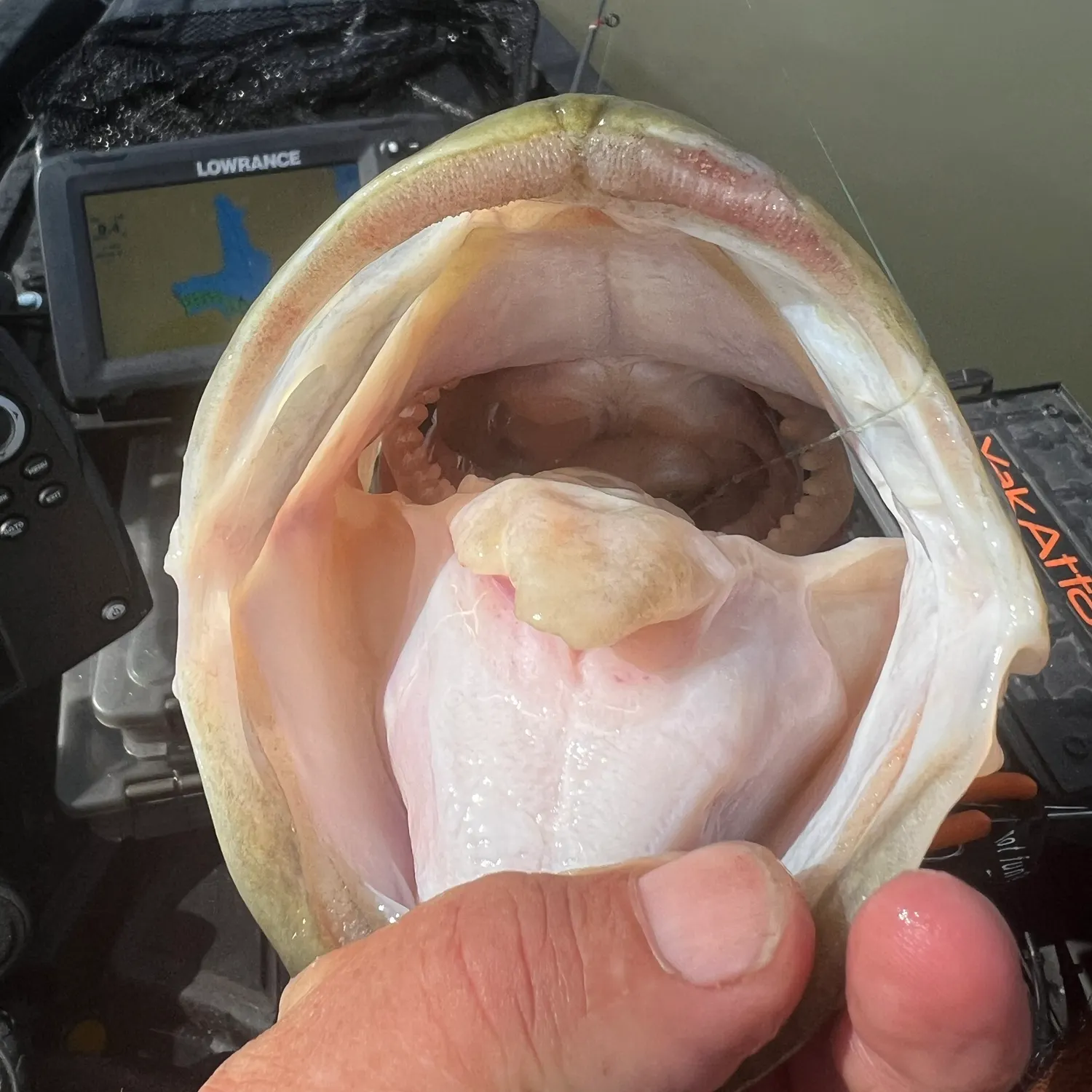 The most recent American eel catches on Fishbrain